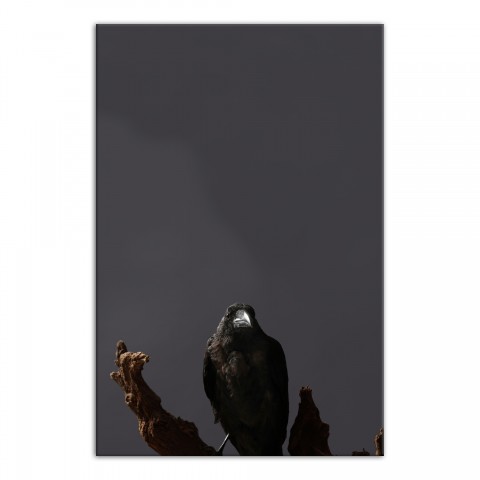 Creepy Crow Branch Left 24x36 Canvas Wall Art