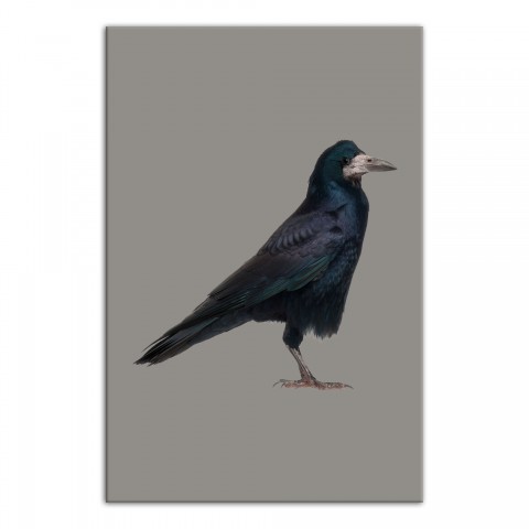 Crow Tan Left 24x36 Canvas Wall Art