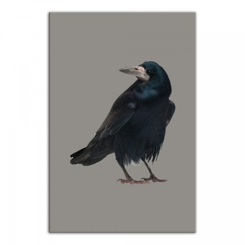 Crow Tan Right 24x36 Canvas Wall Art