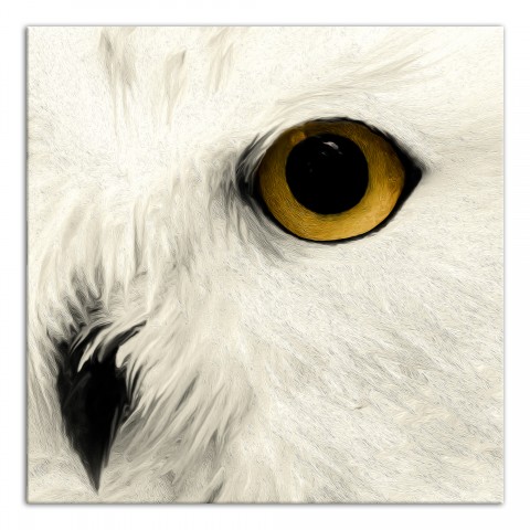 Muted Owl Face 24x24 Canvas Wall Art