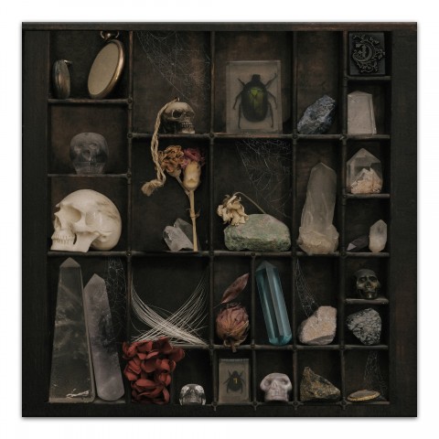 Cabinet Of Curiosities 20 x 20 Canvas Wall Art