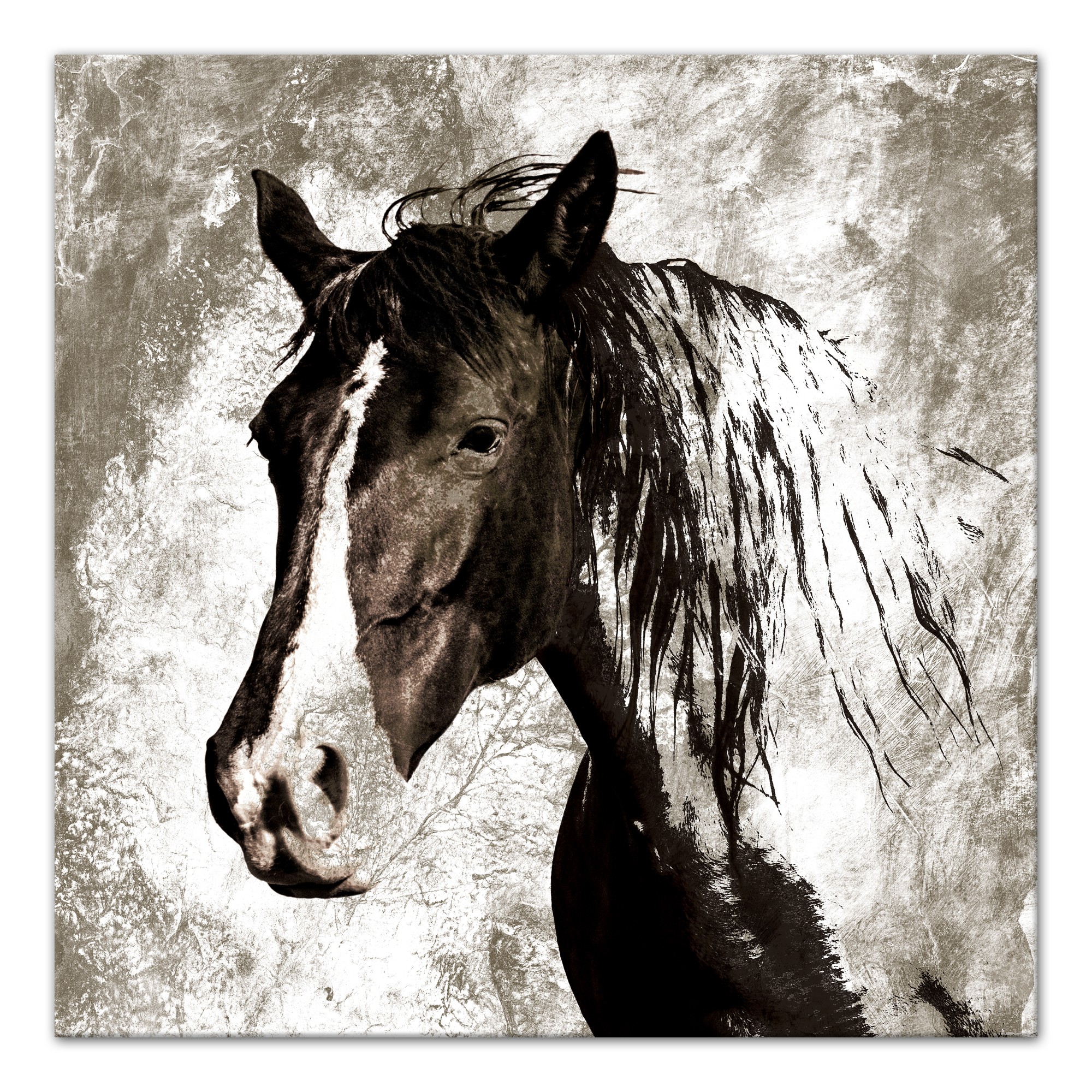 Horse Study in Sepia 30x30 Canvas Wall Art