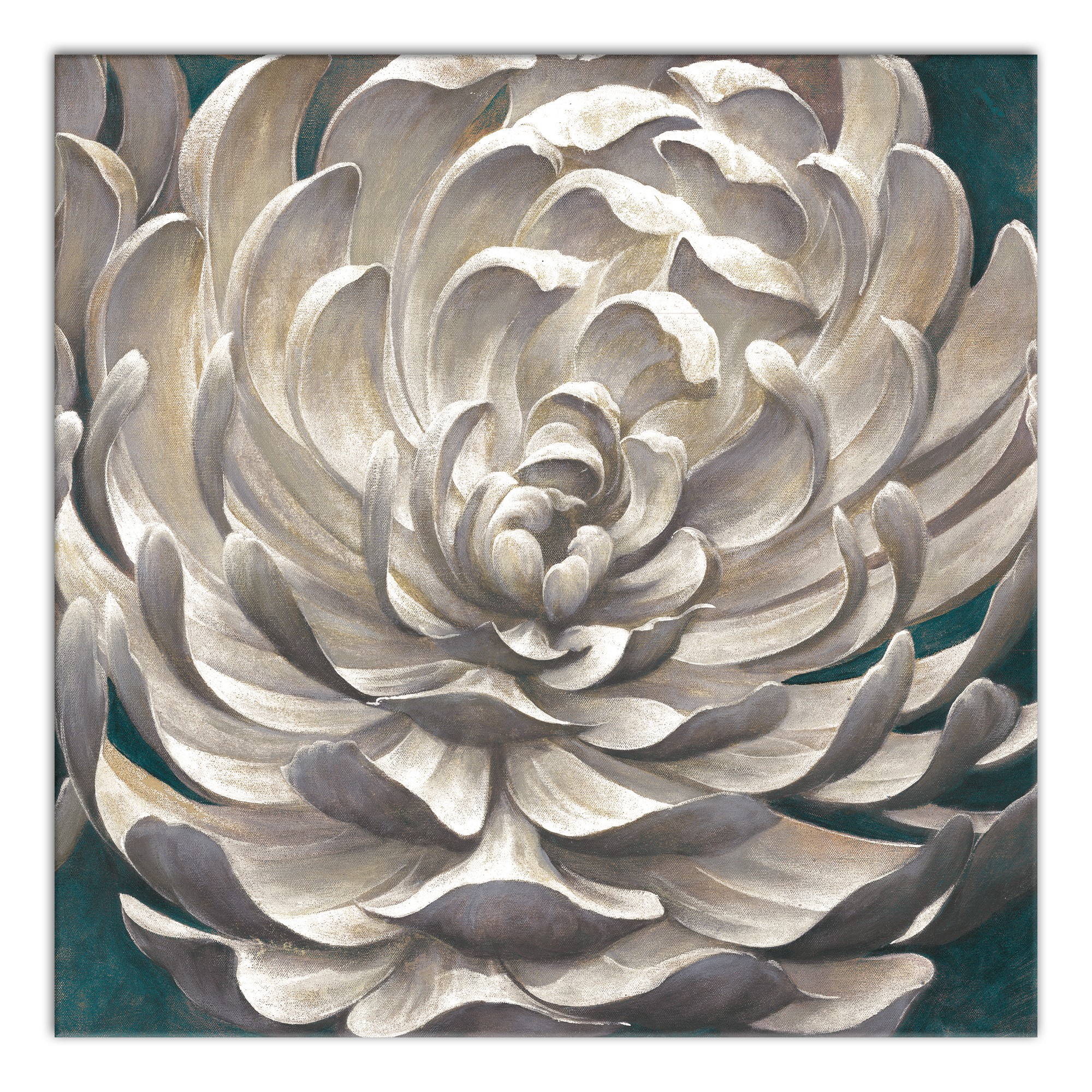 White Chrysanthemum 36x36 Canvas Wall Art