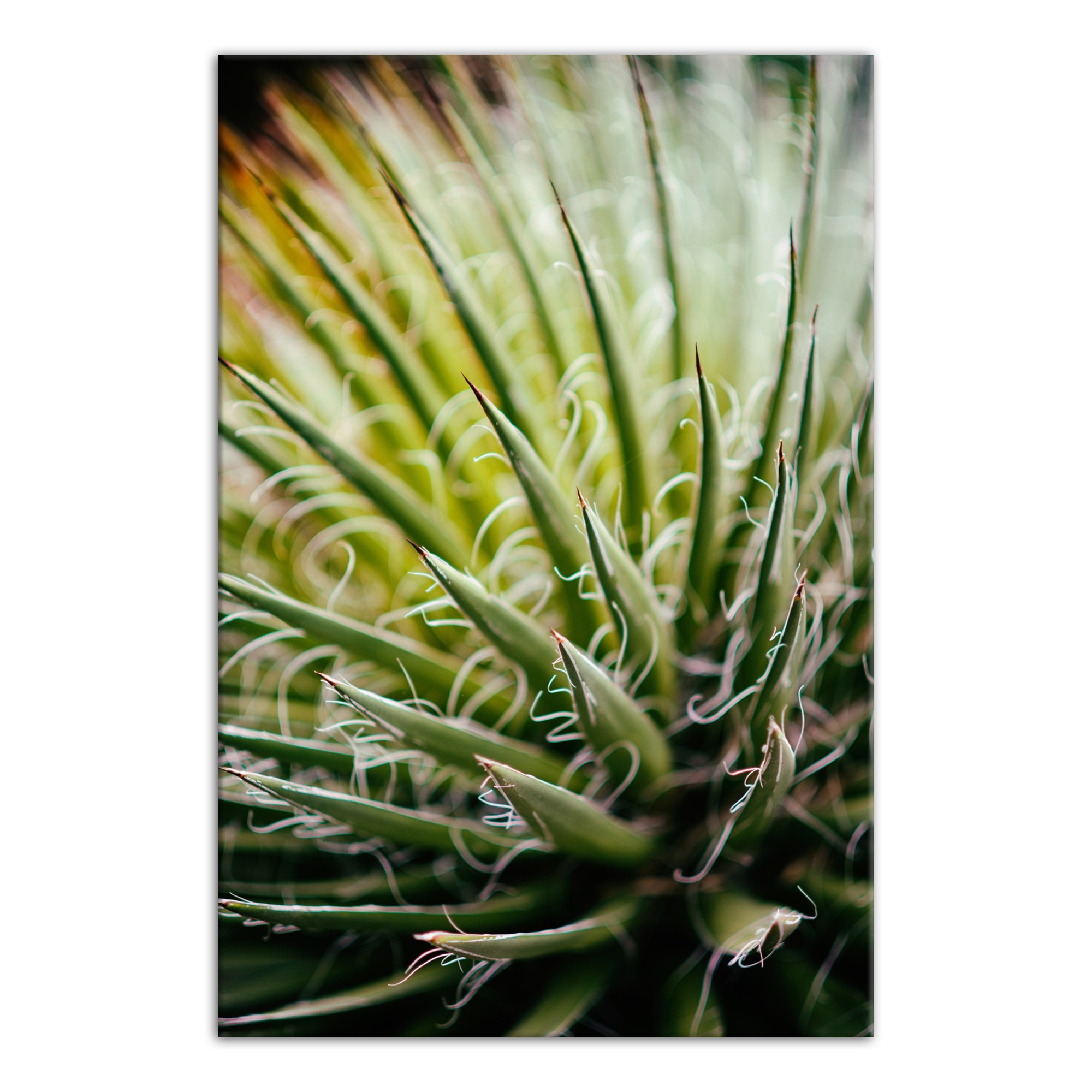 Aloe 32x48 Canvas Wall Art