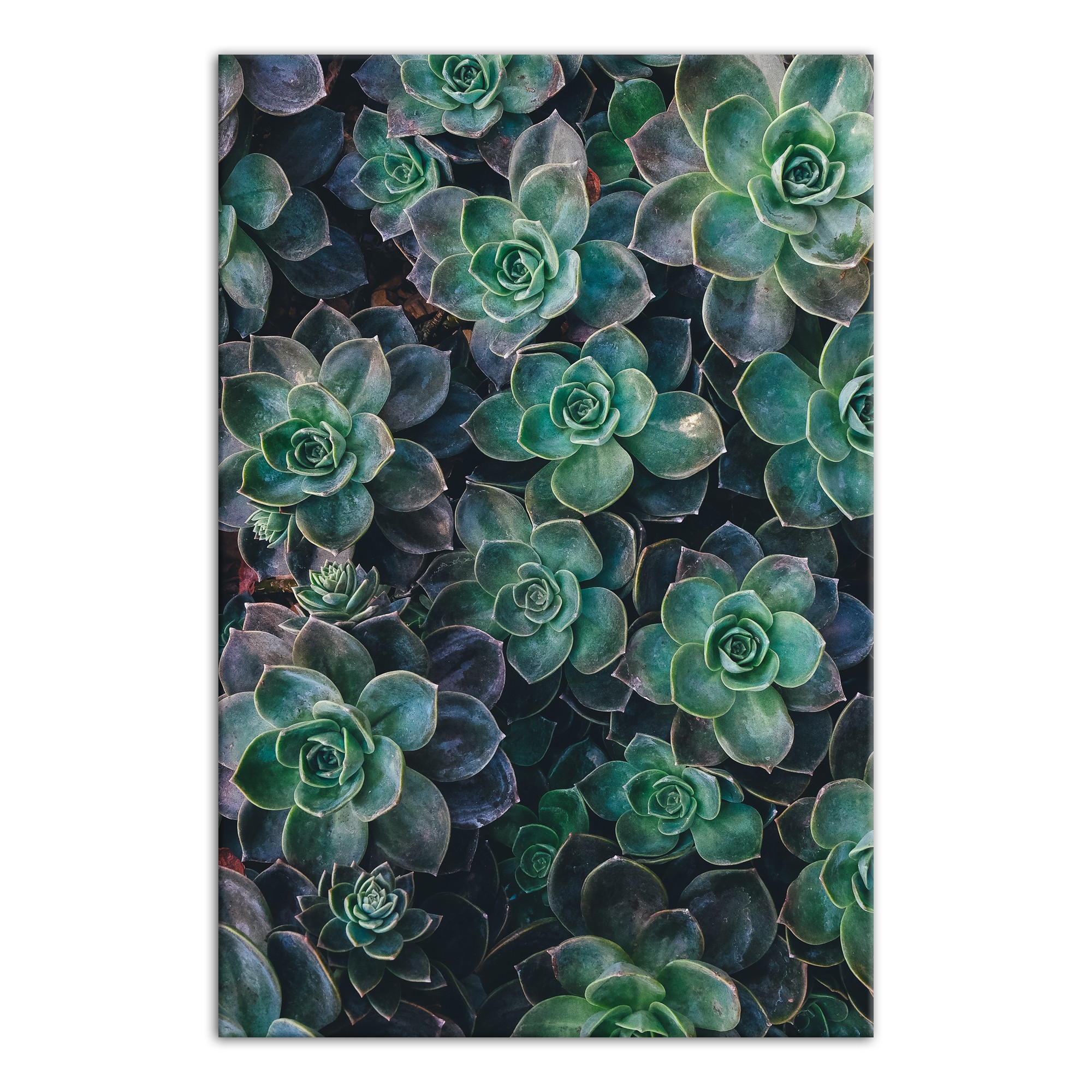 Succulent 32x48 Canvas Wall Art