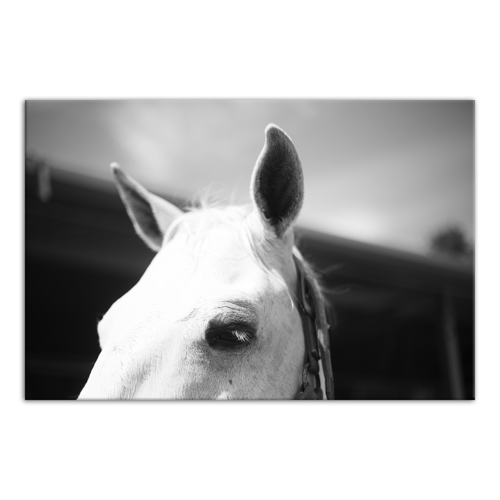 Whisper 48x32 Canvas Wall Art 