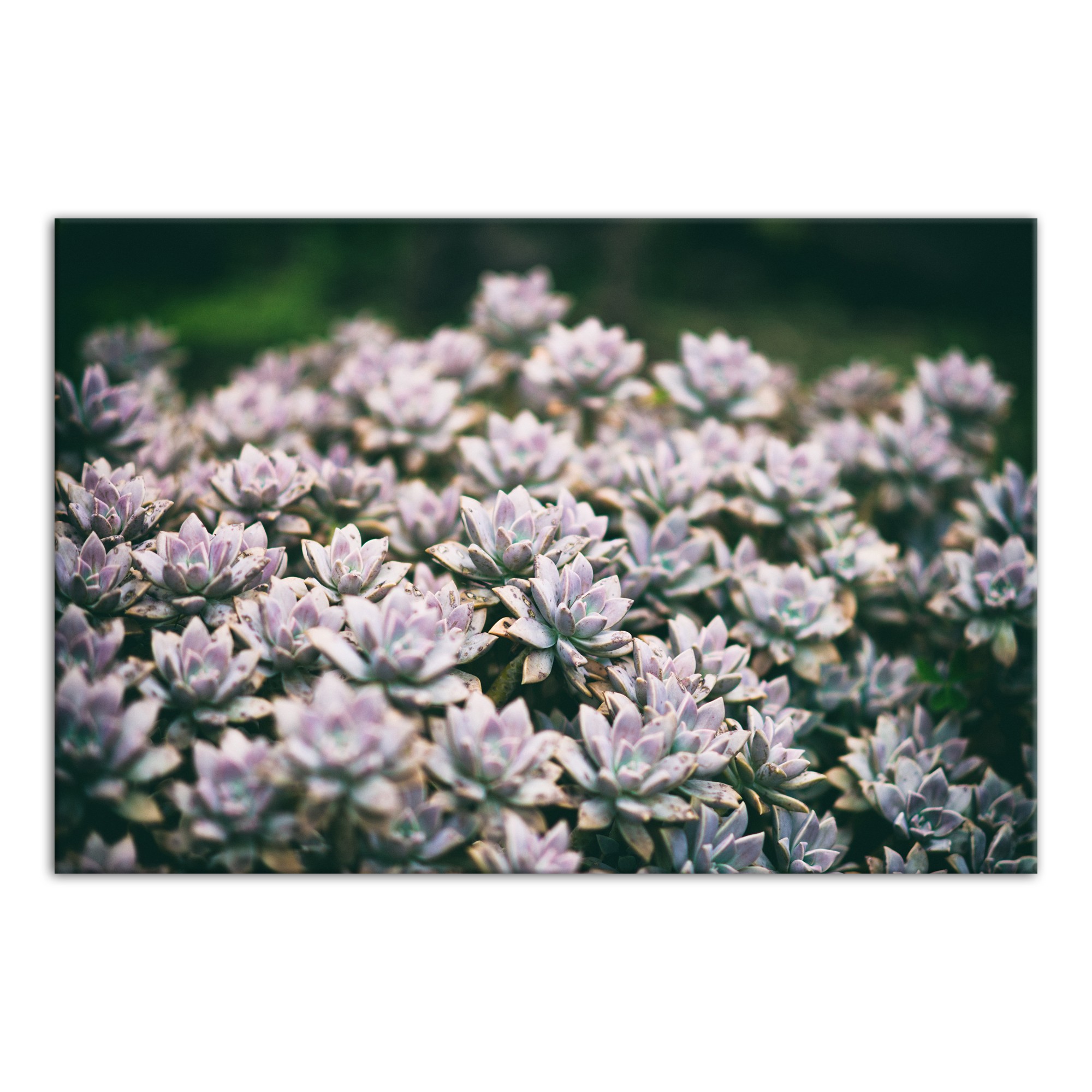 Succulent Cover 48x32 Canvas Wall Art