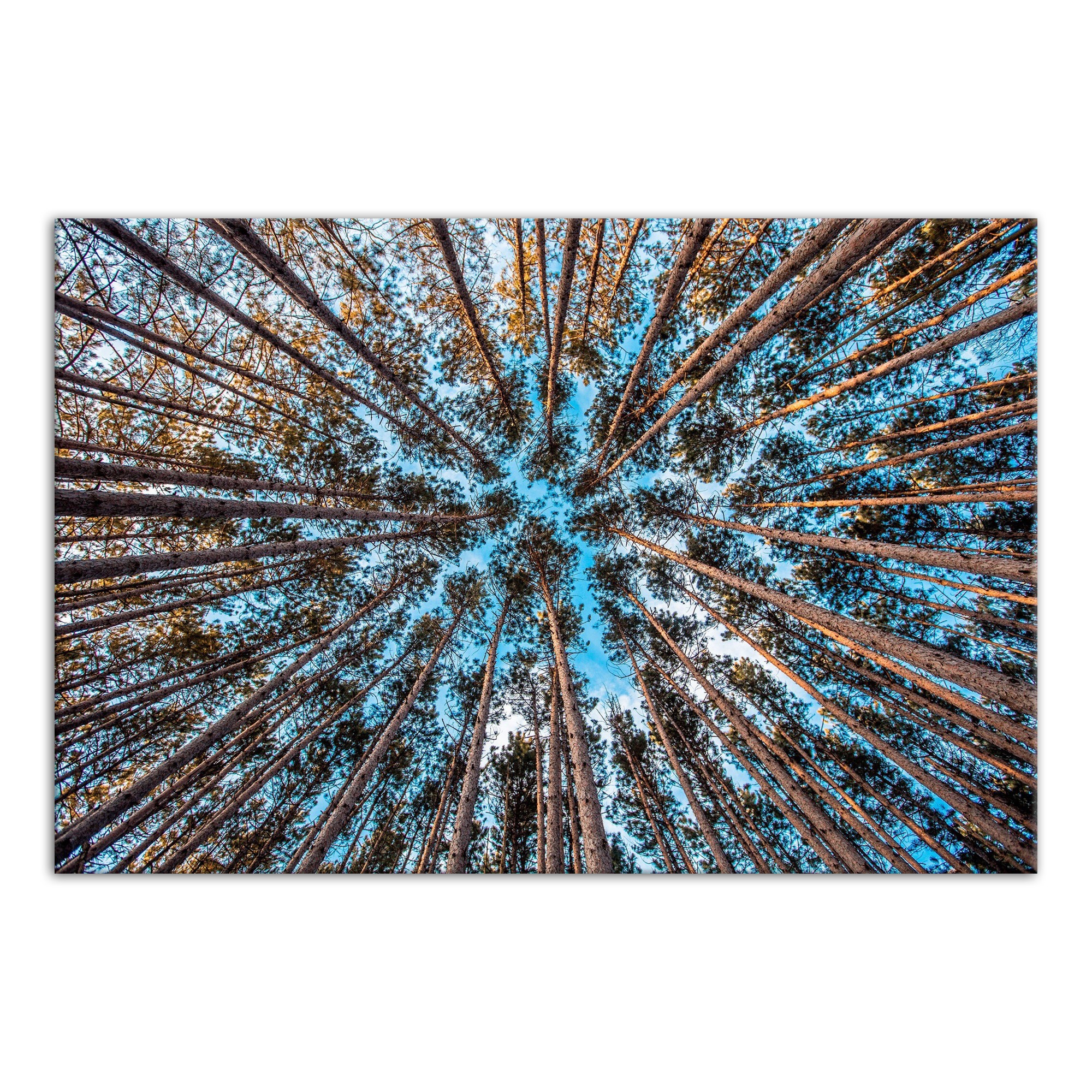 Jubilation 48x32 Canvas Wall Art
