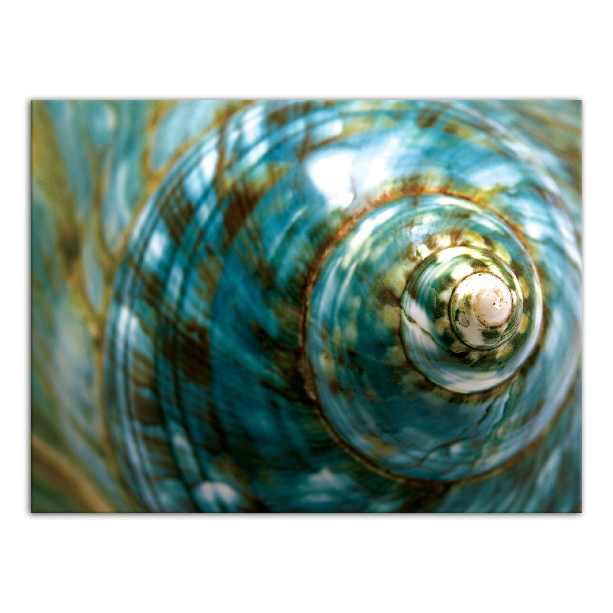 Turquoise Moon Shell 40x30 Canvas Wall Art