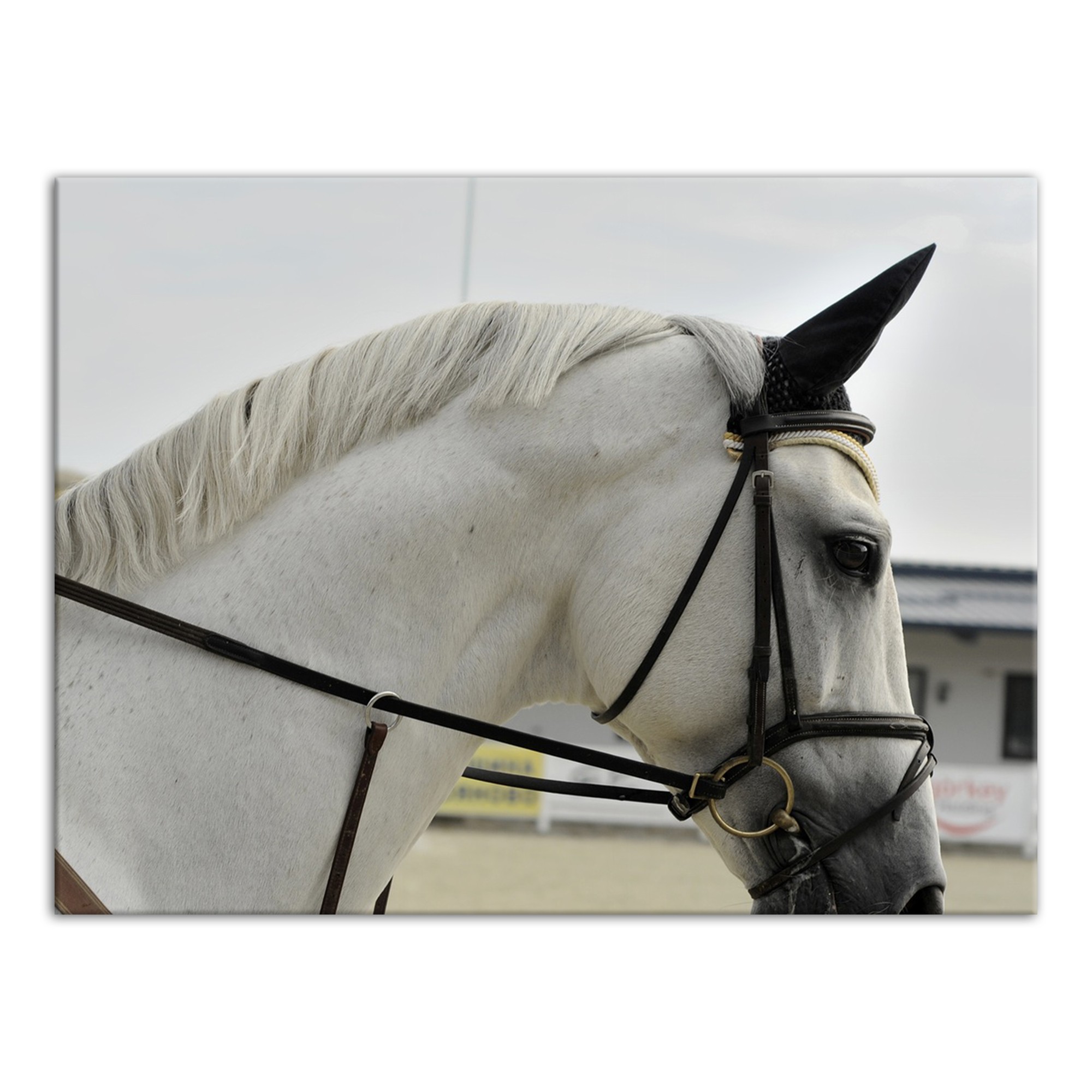 Arabian Colt 40x30 Canvas Wall Art