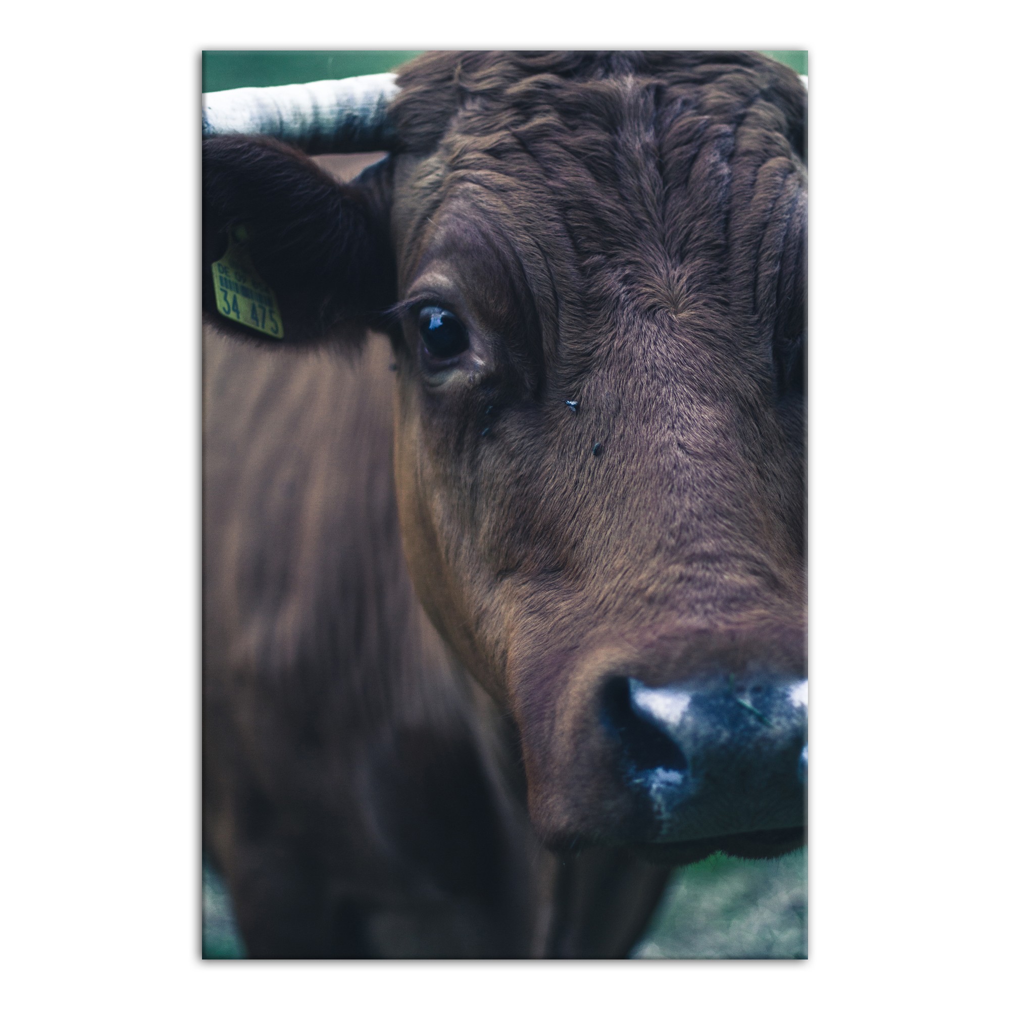 Cow Face 20x30 Canvas Wall Art 