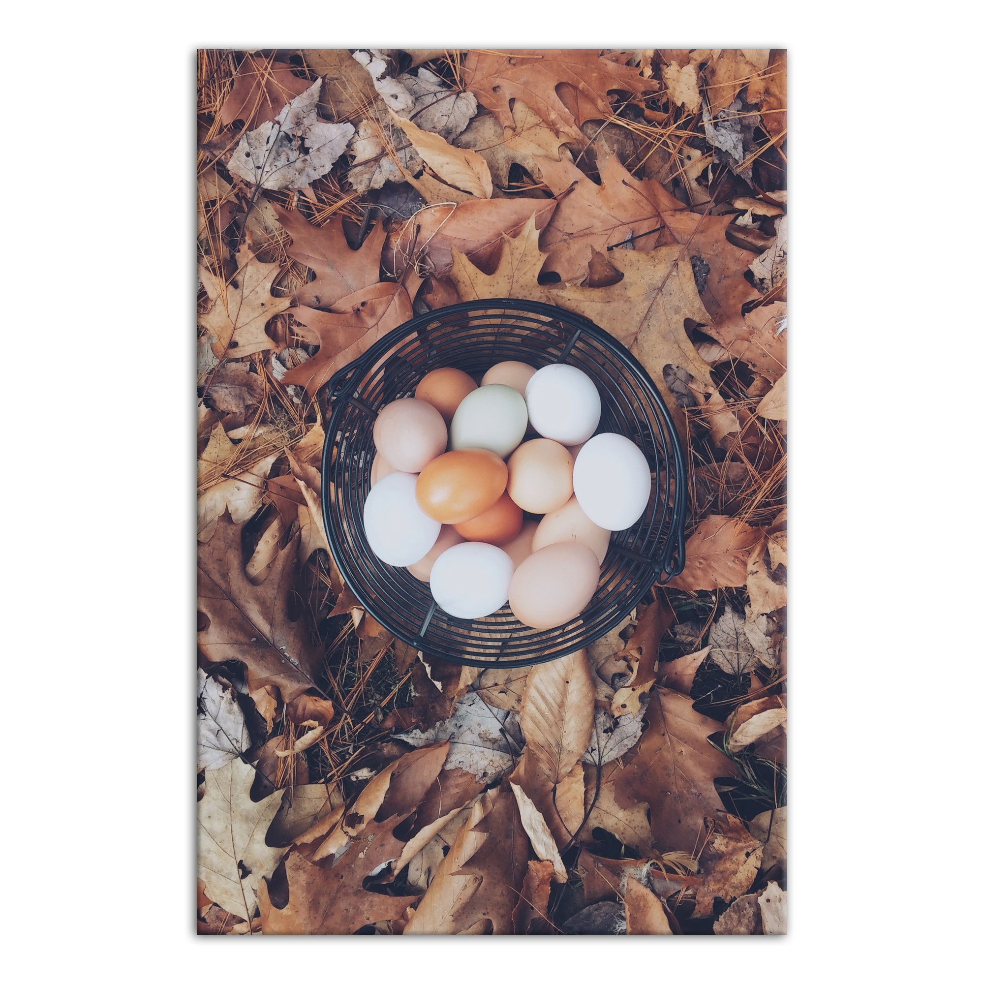 Farm Fresh Eggs 20x30 Canvas Wall Art