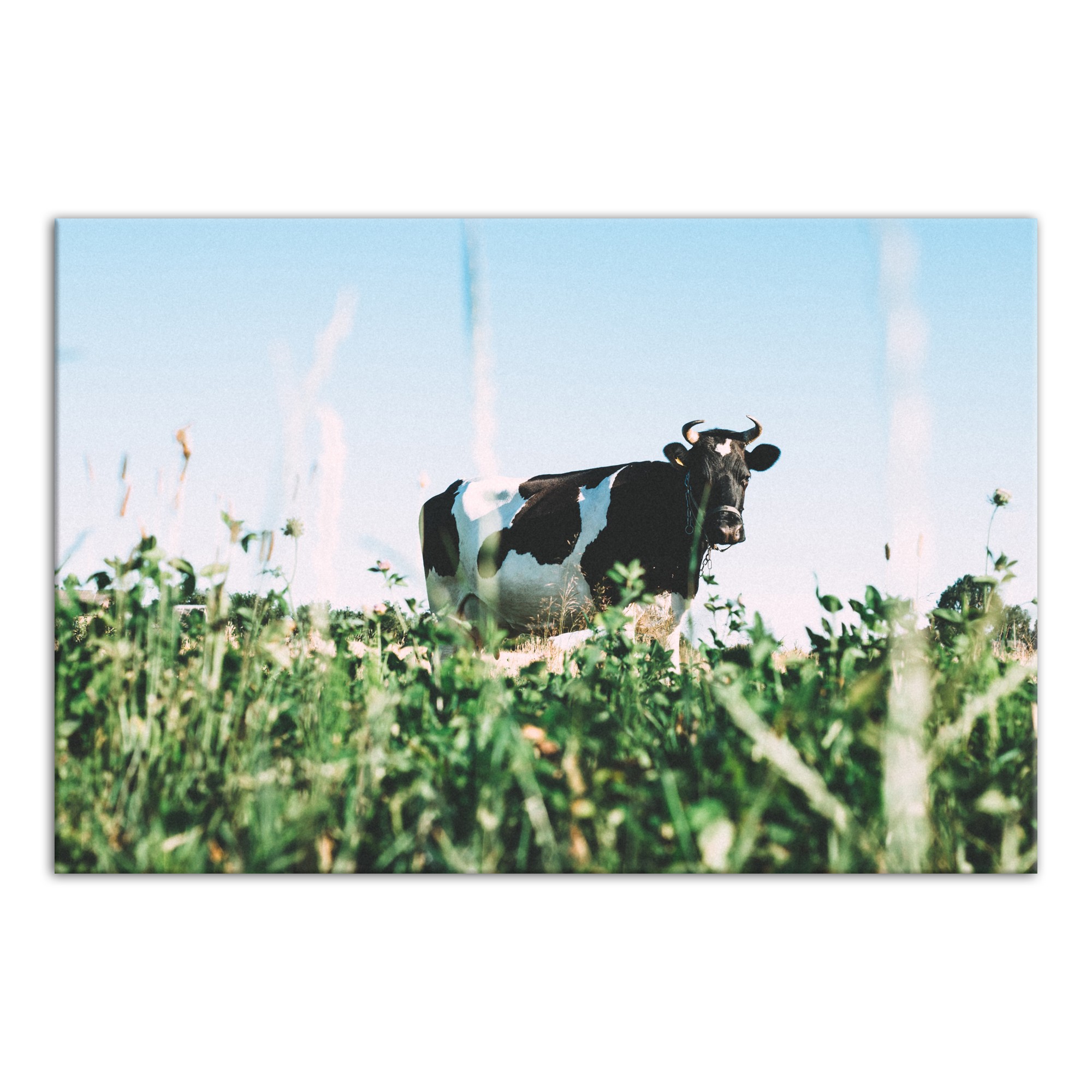 Peaceful Cow 36x24 Canvas Wall Art