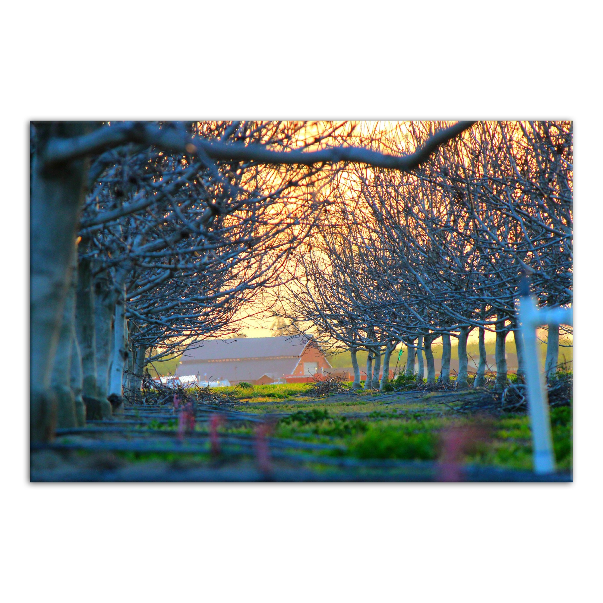 Barn Sunset Hour 48x32 Canvas Wall Art