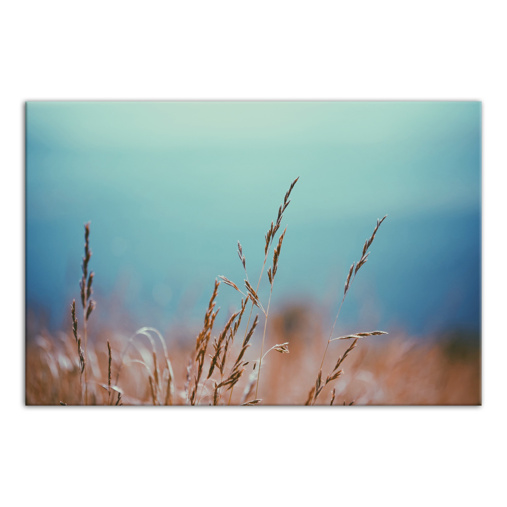 Golden Wheat Field 48x32 Canvas Wall Art