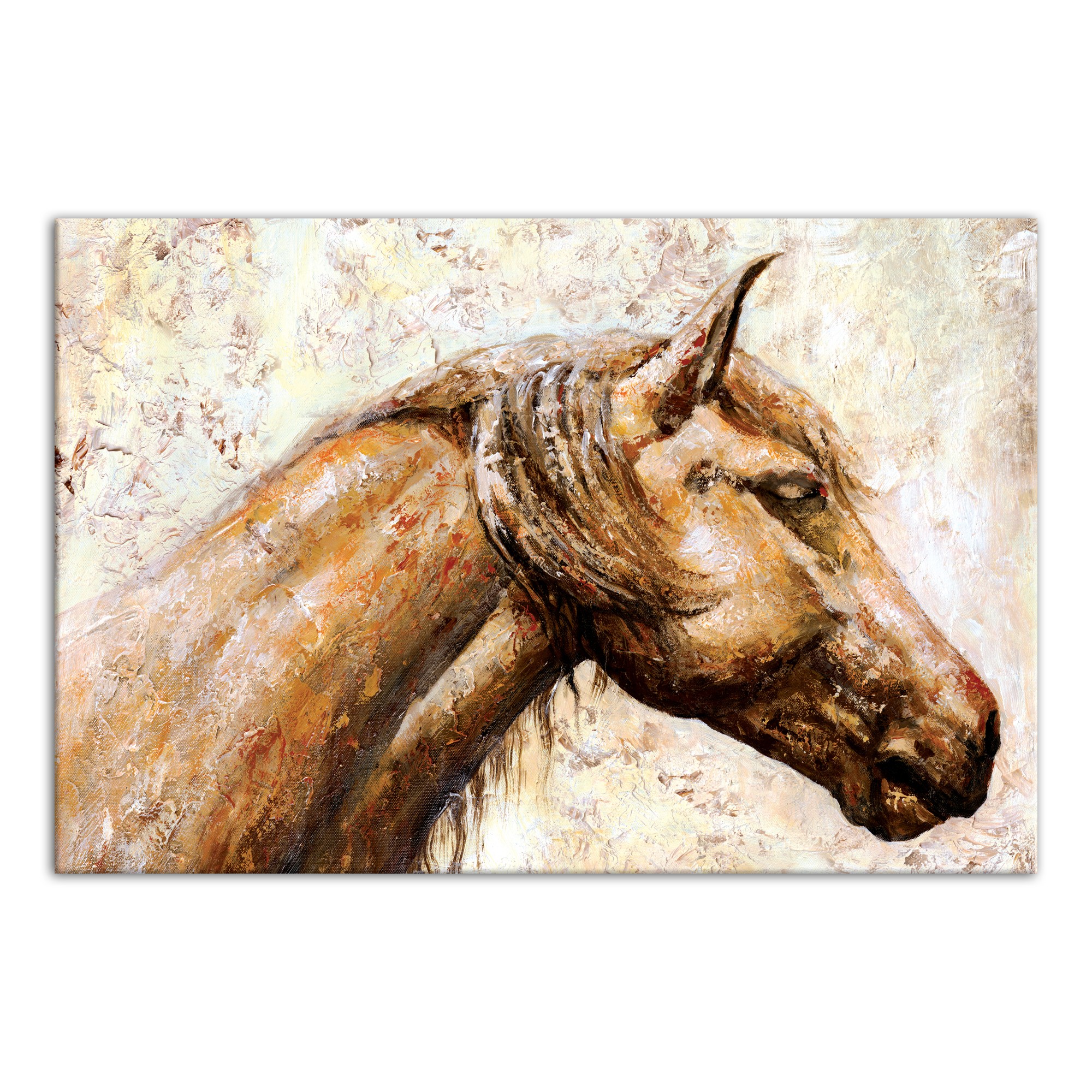Sunbathing Stallion 48x32 Canvas Wall Art