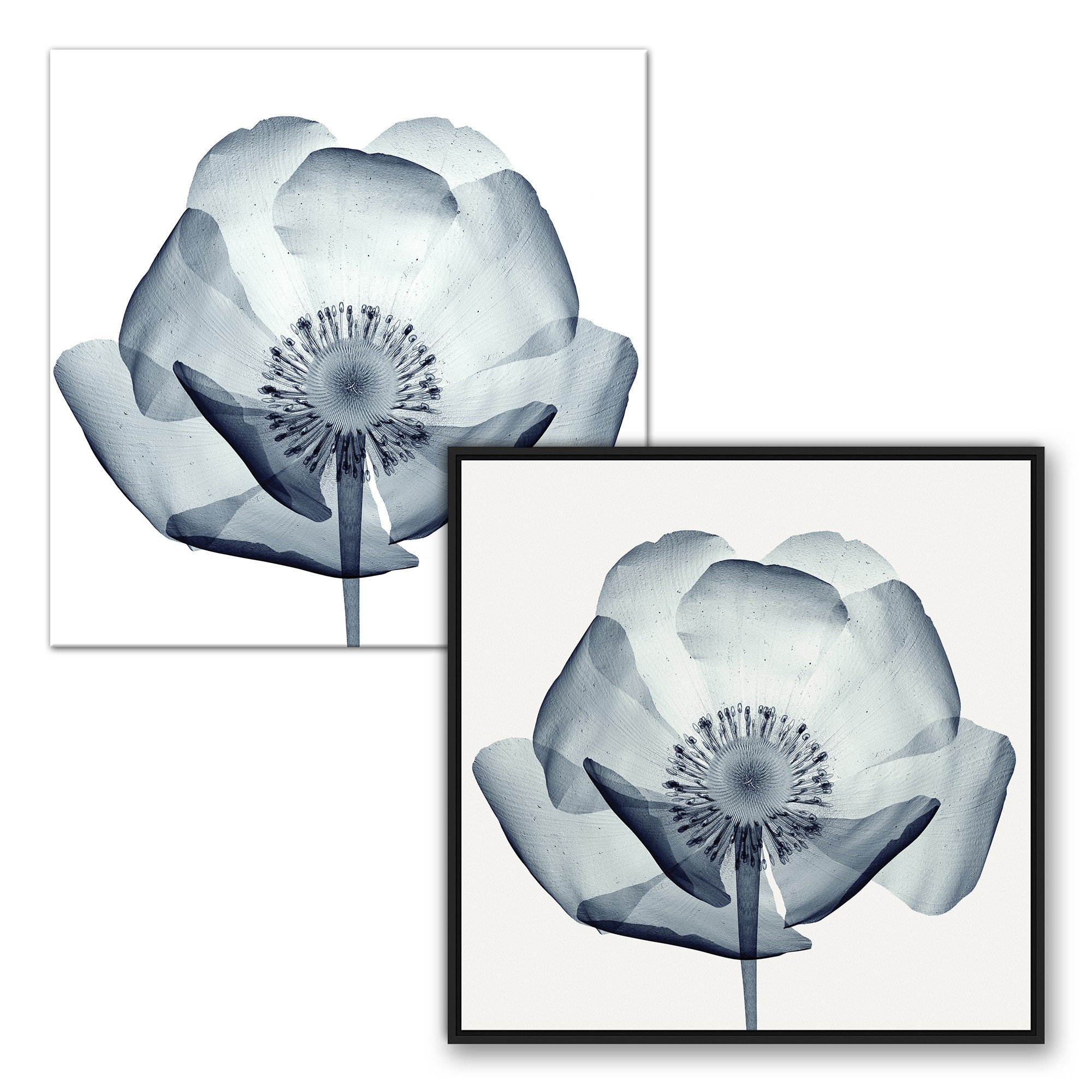 Blue X-Ray Poppy Papaver Wall Art