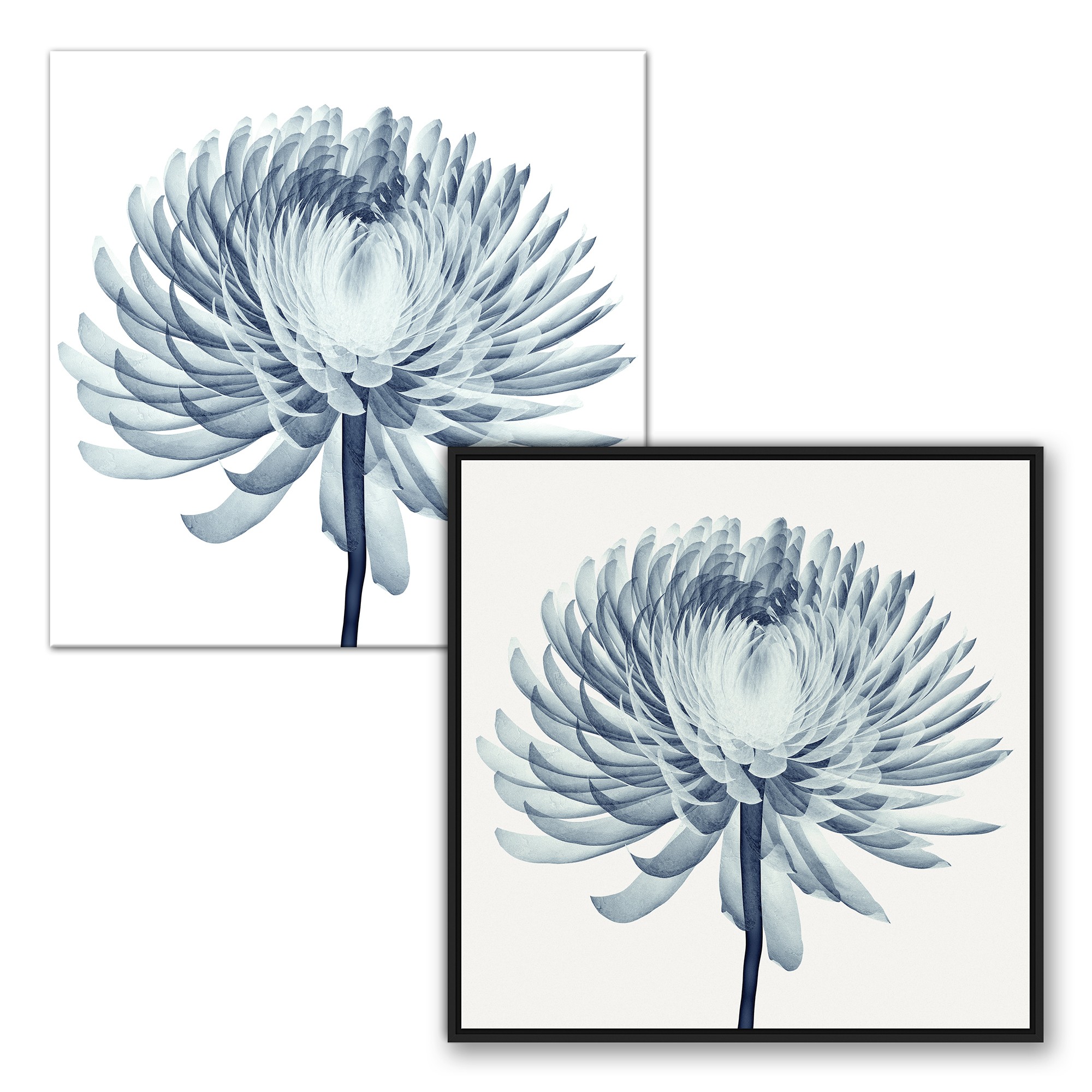 Blue X-Ray Pompon Chrysanthemum Wall Art