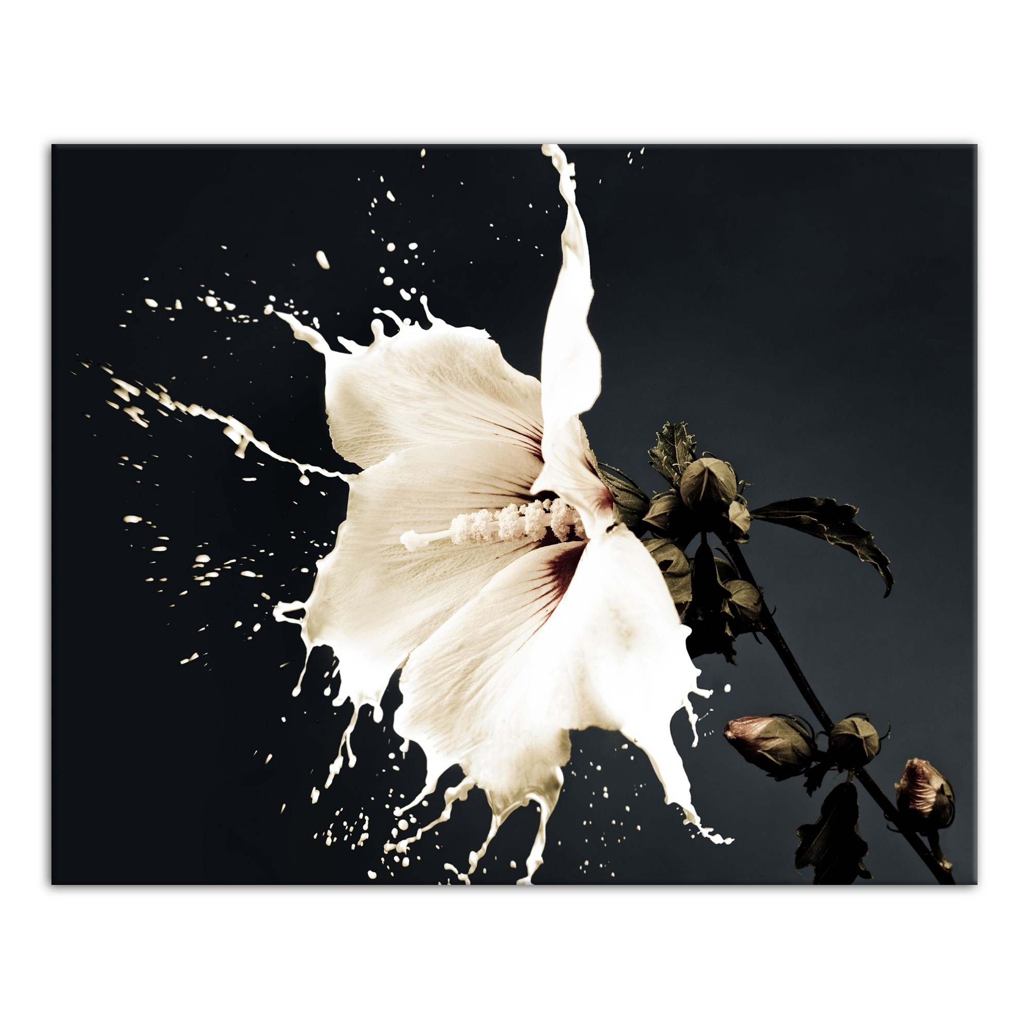 Water Lily in Motion 20x16 Canvas Wall Art