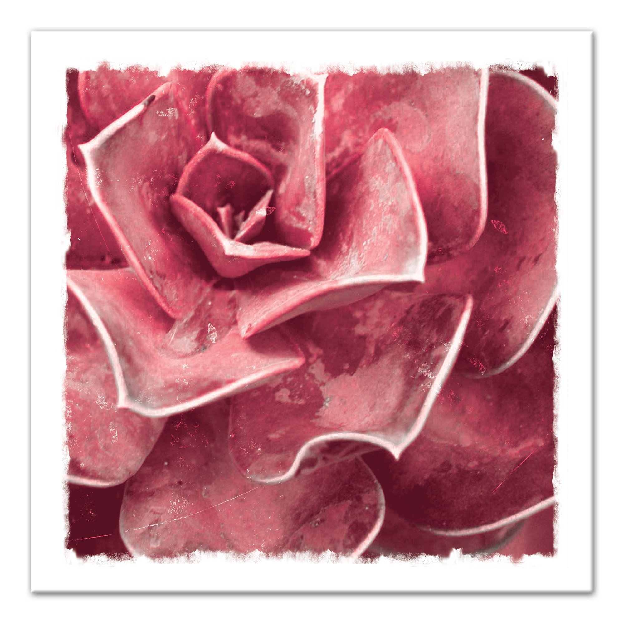 Crimson Succulent 20x20 Canvas Wall Art