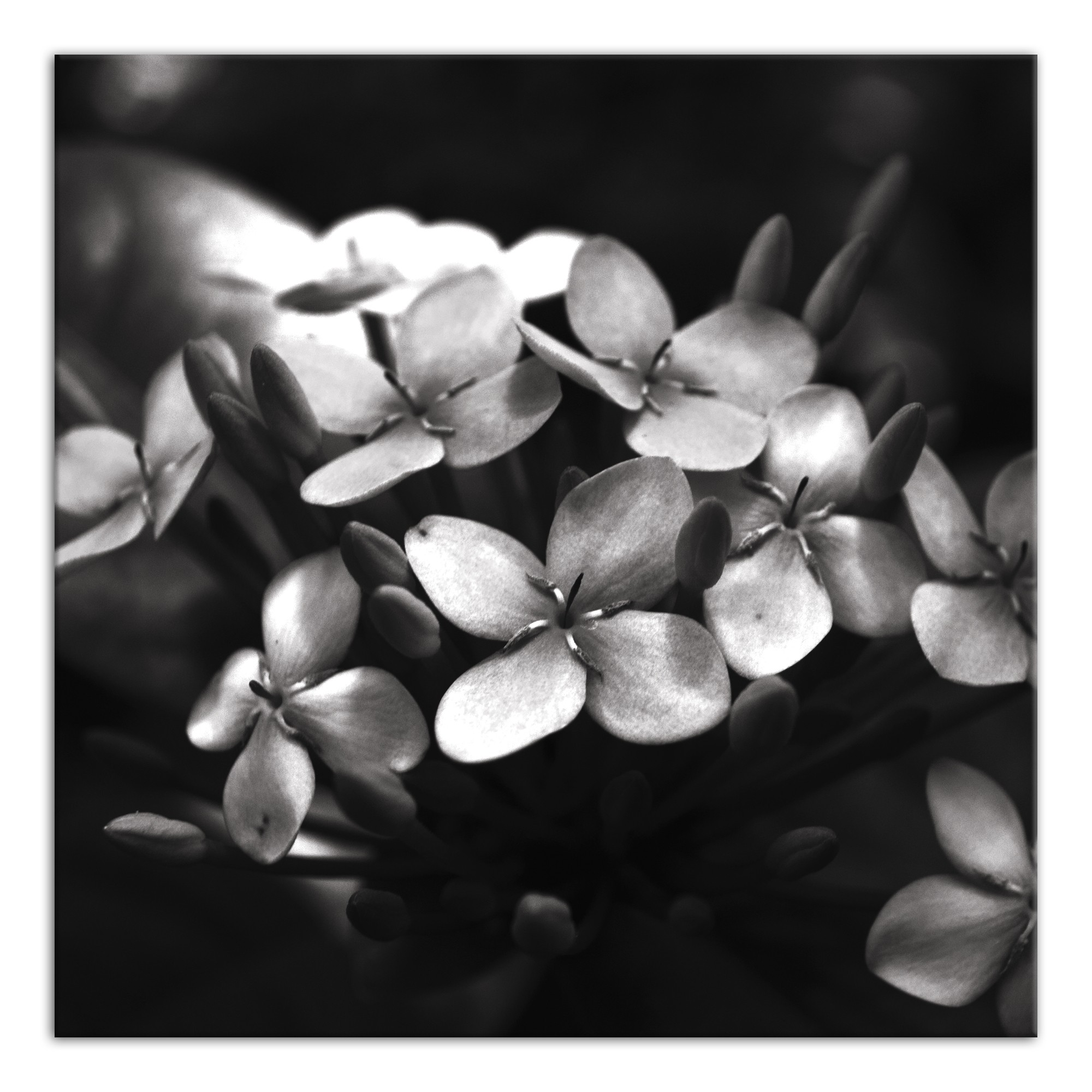 Shadow Hydrangia 1 36x36 Canvas Wall Art
