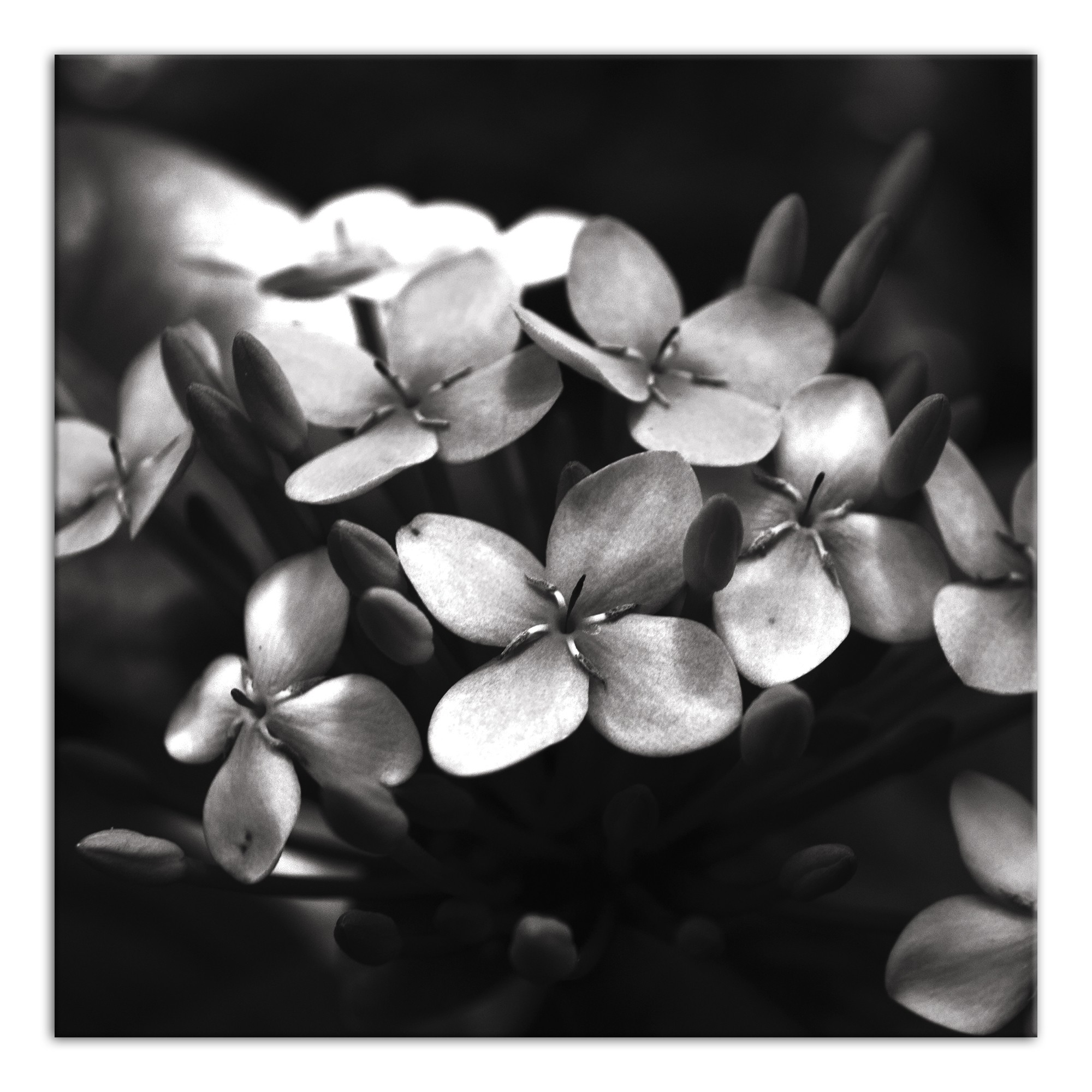 Shadow Hydrangia 20x20 Canvas Wall Art