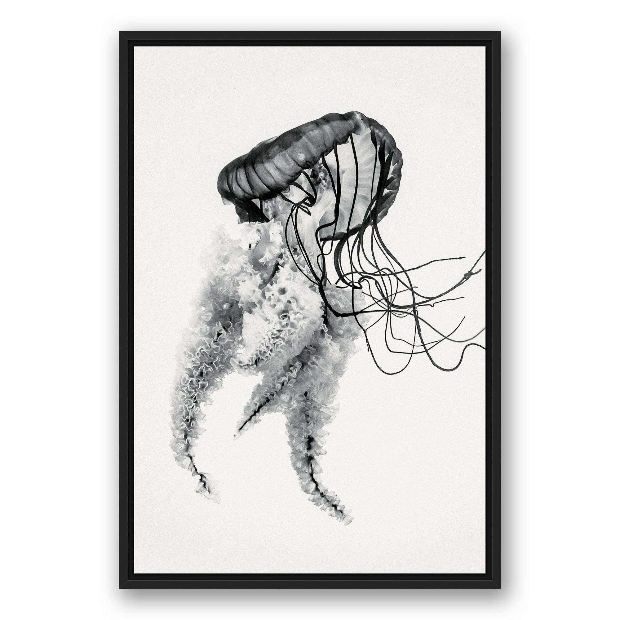 Black and White Jellyfish 20x30 Black Floating Frame Canvas