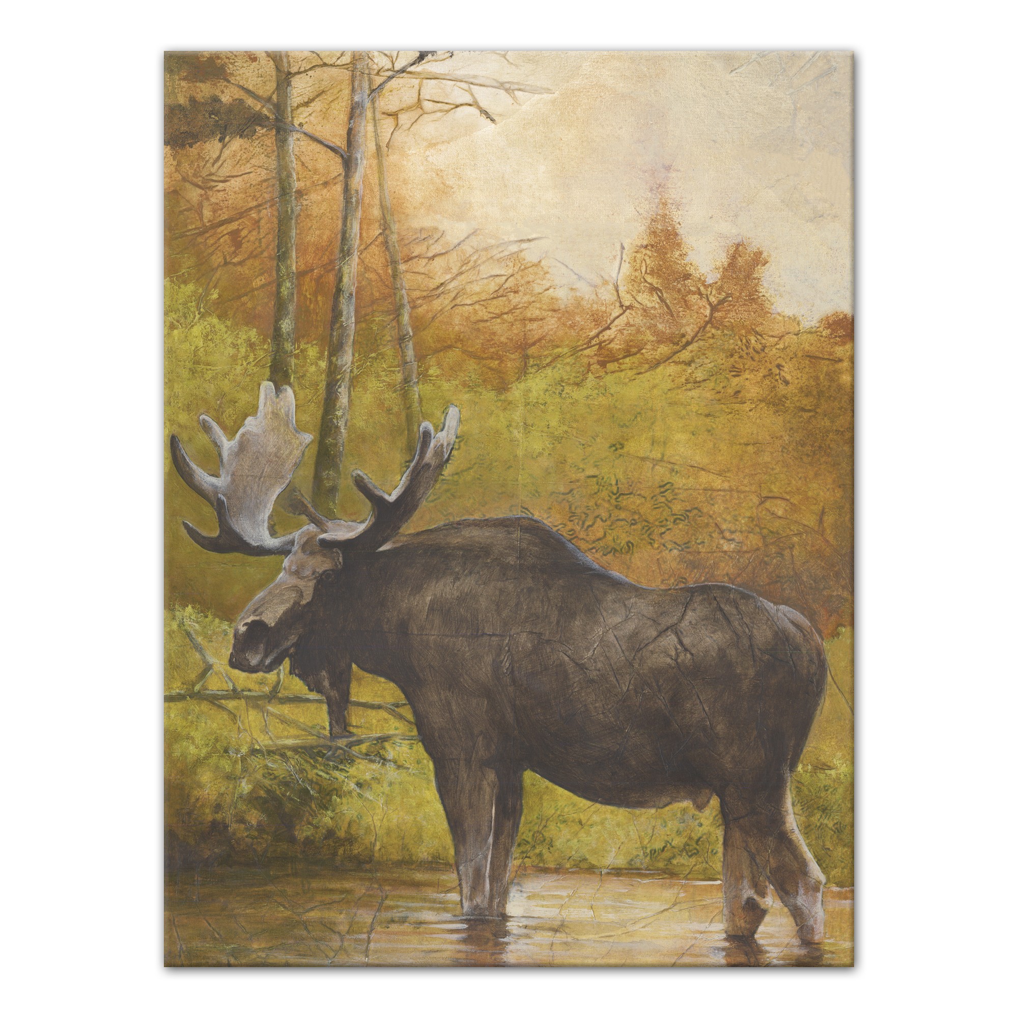 Serene Moose 30x40 Canvas