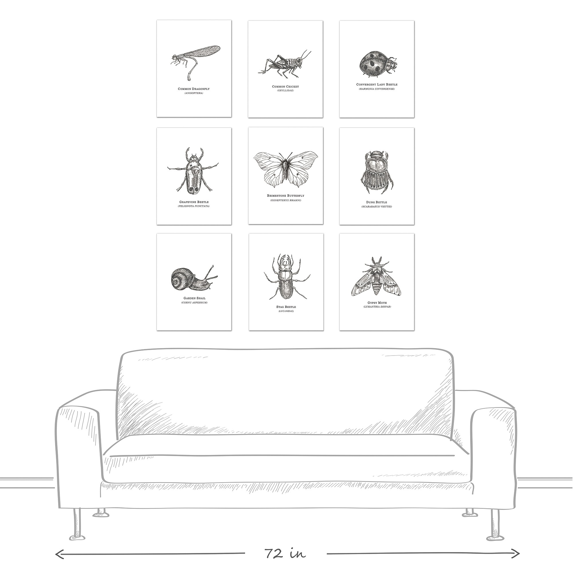 Insect Studies 11x14 Canvas Set