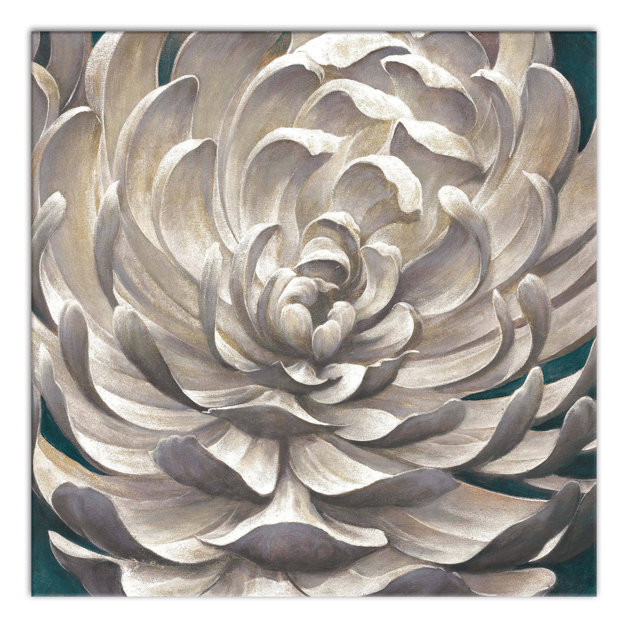 White Chrysanthemum 36x36 Canvas