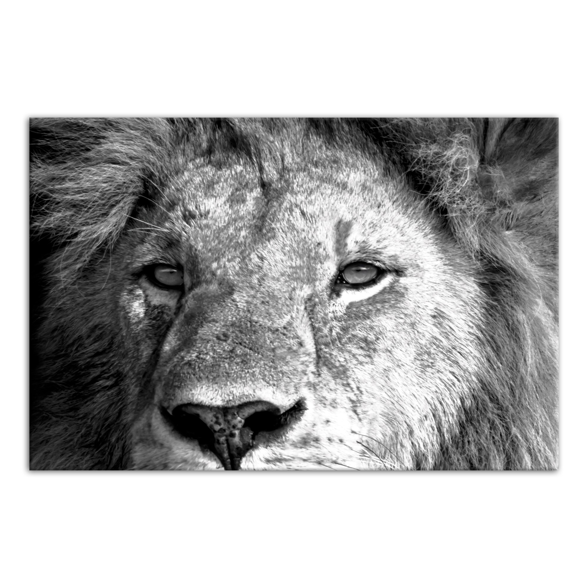 Lion Close-up 48x32 Canvas