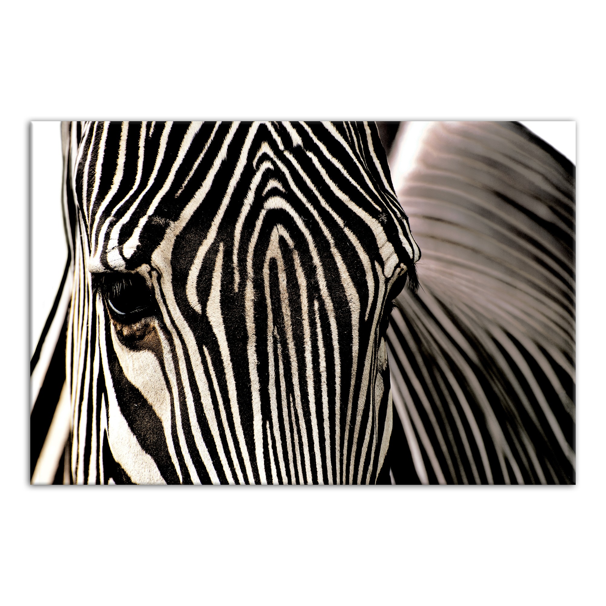 Zebra Close-up 48x32 Canvas