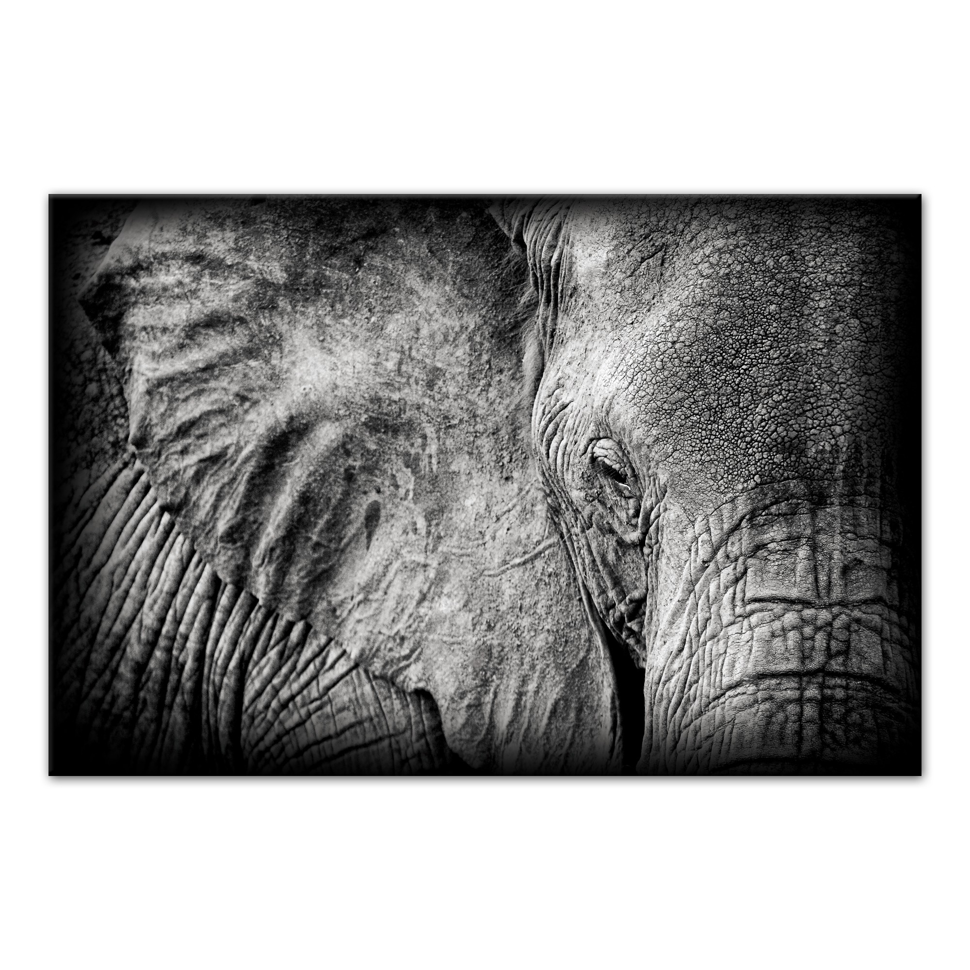Up-close Elephant 48x32 Canvas