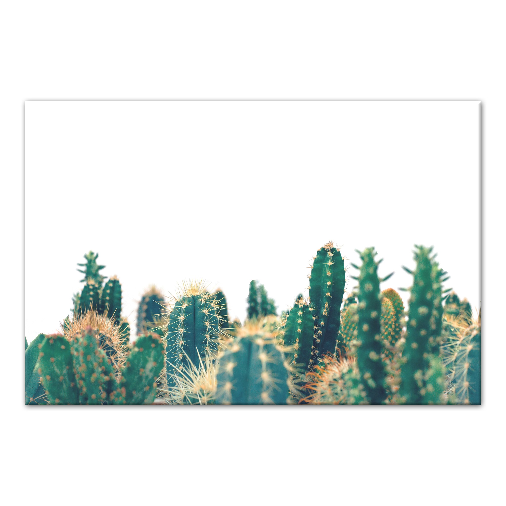 Prickly Cactus 30x20 Canvas