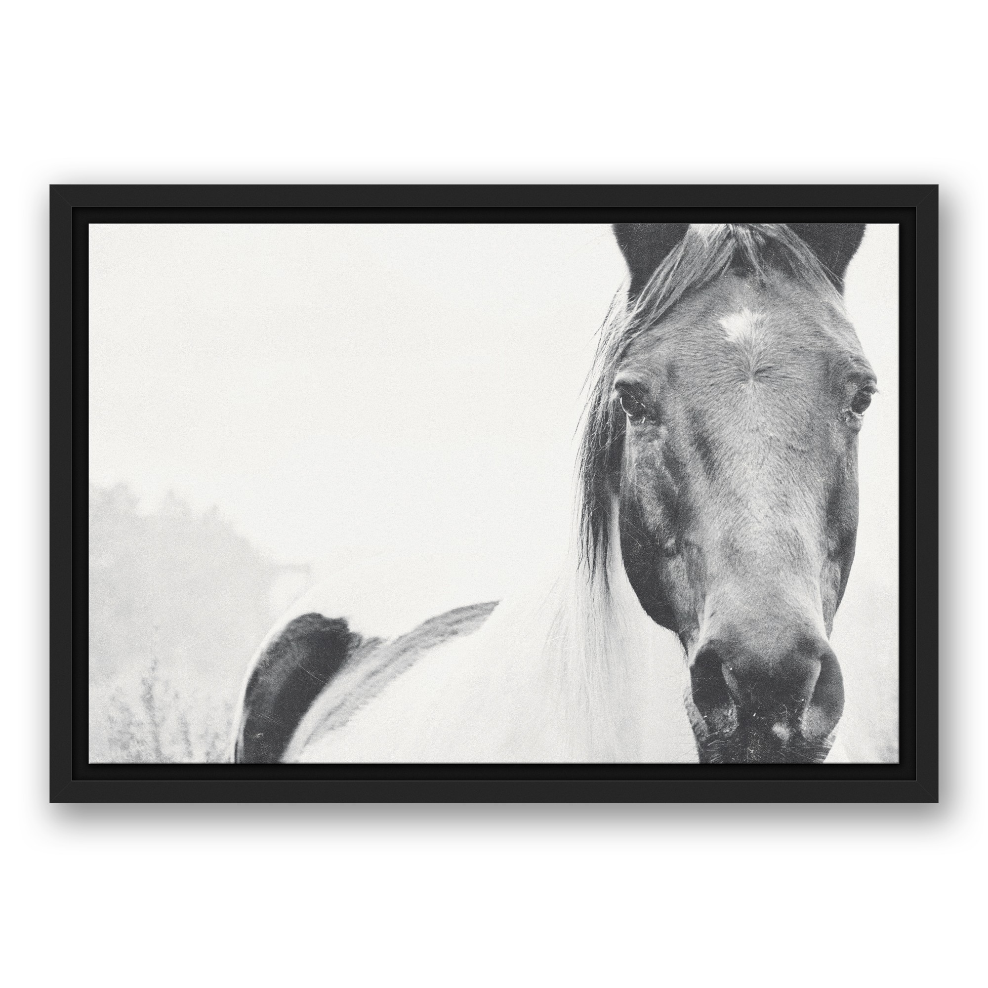 Black and White Lone Horse Wall Art