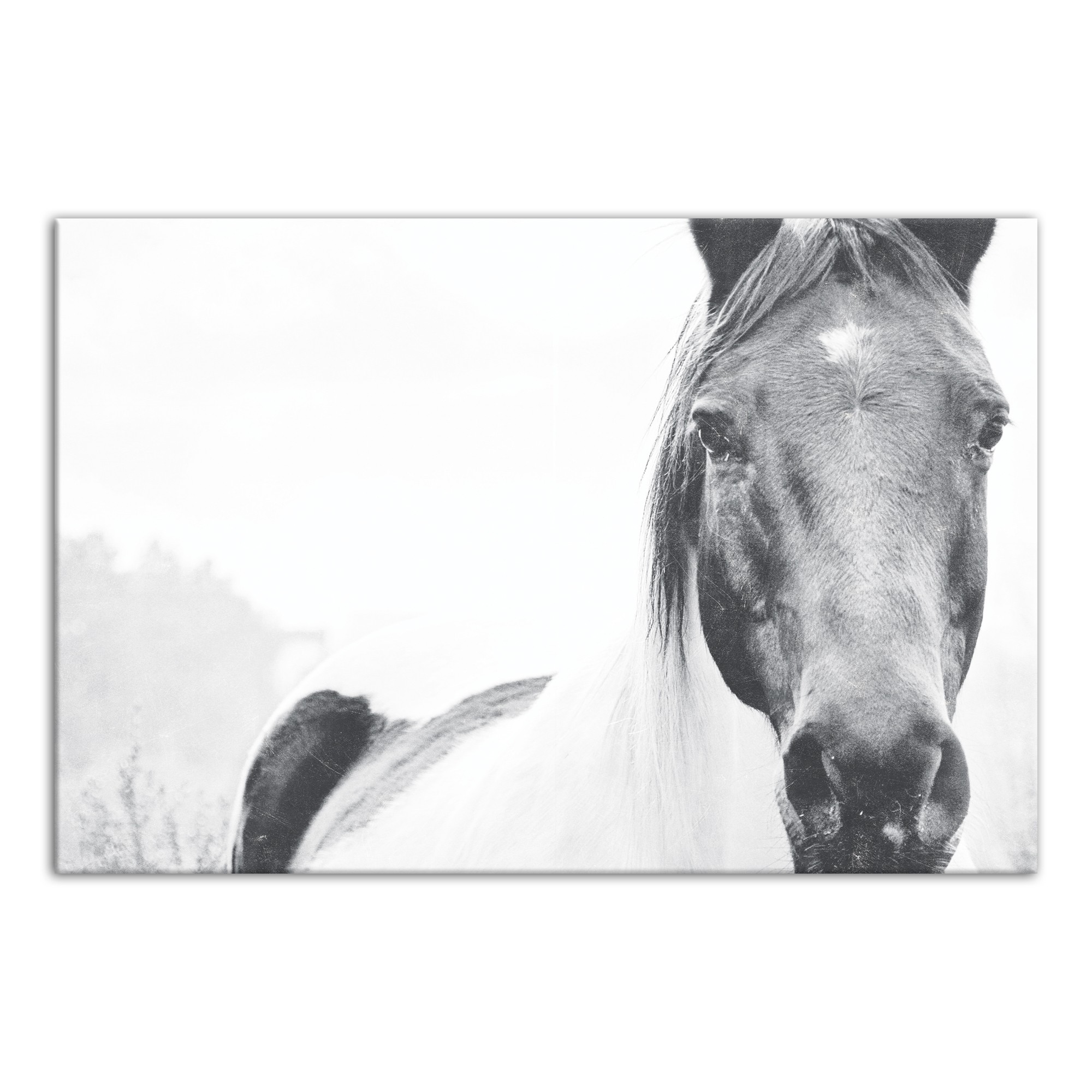 Black and White Lone Horse Wall Art