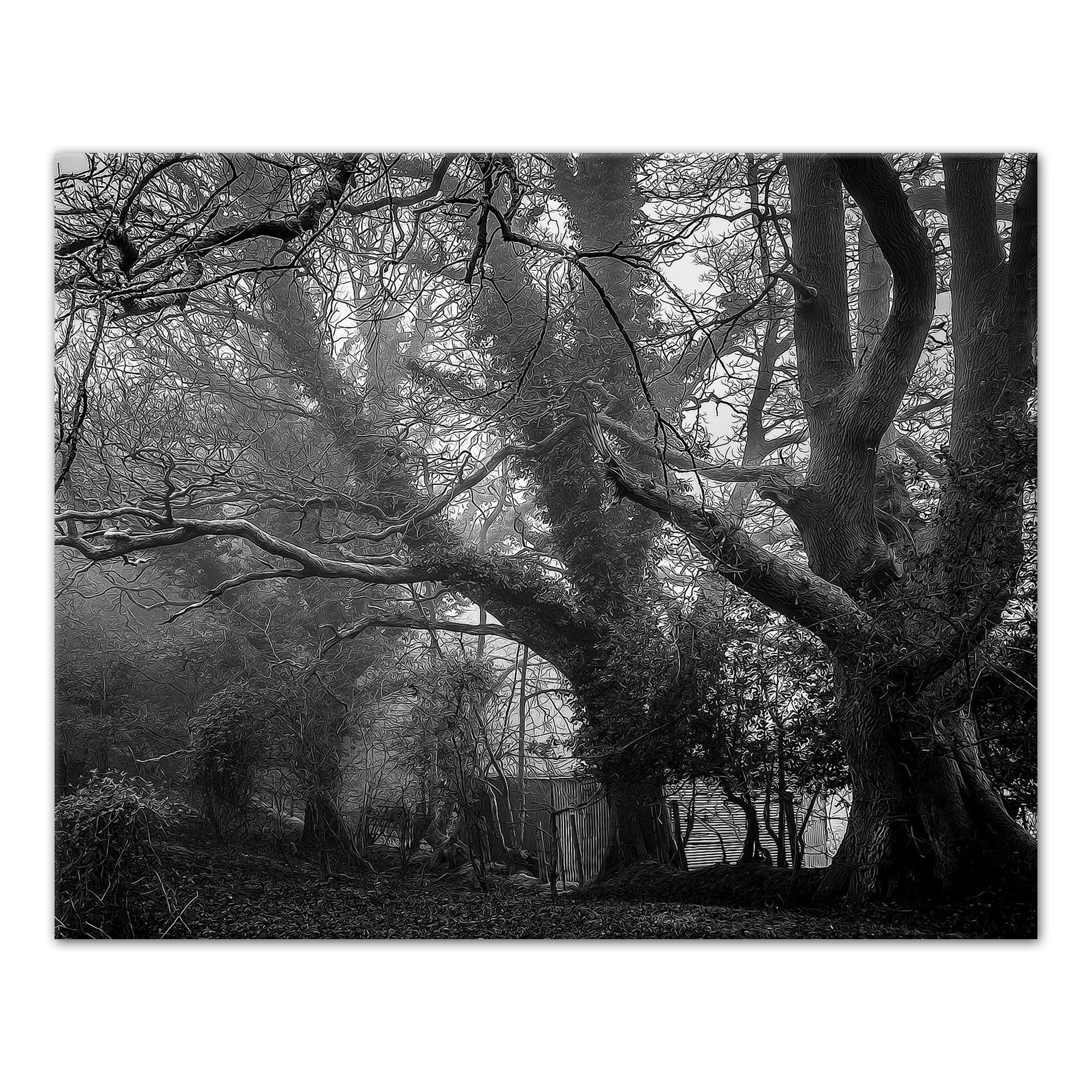 Creepy Graveyard Trees 16x20 Canvas Wall Art