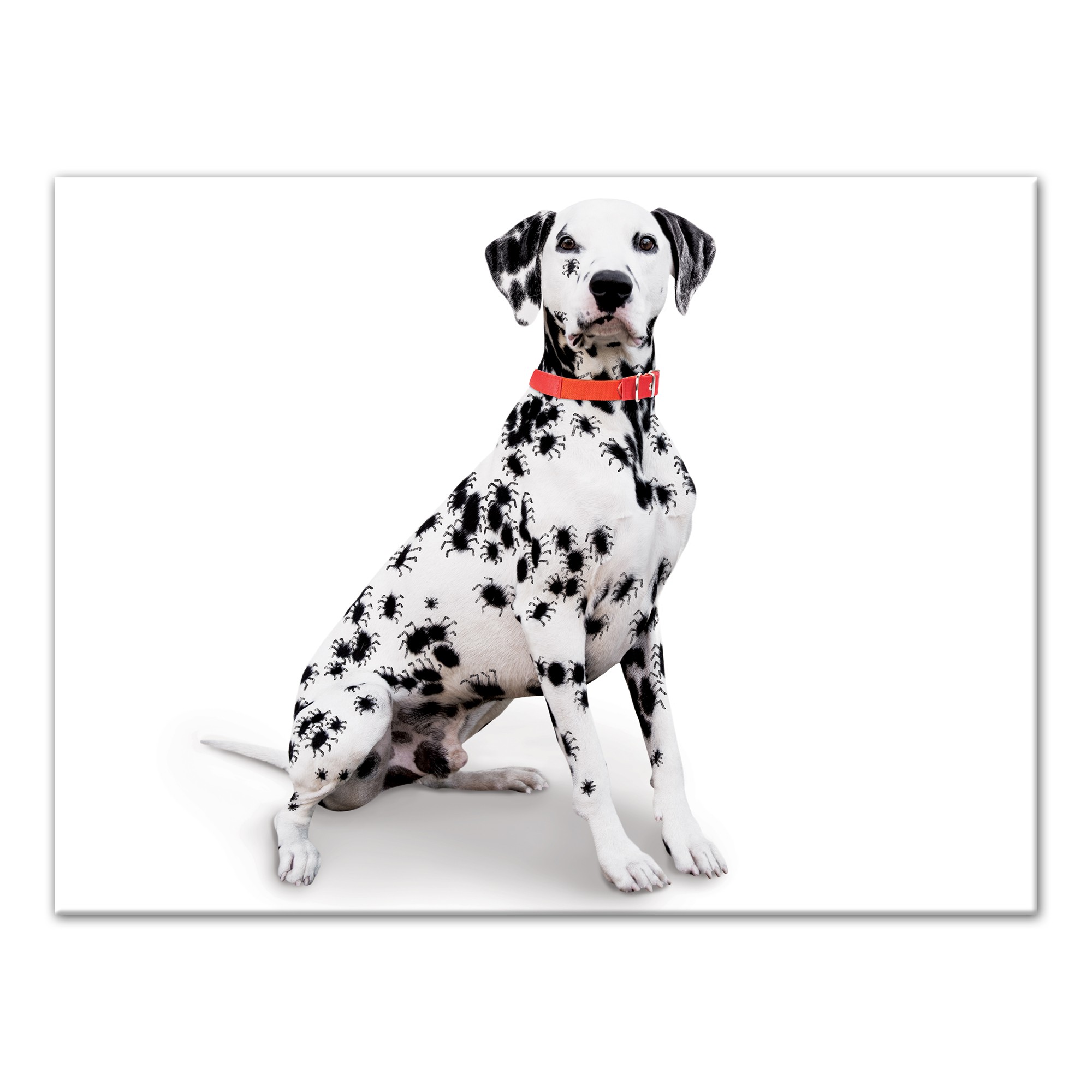 Halloween Spider Dalmatian 18x24 Canvas Wall Art