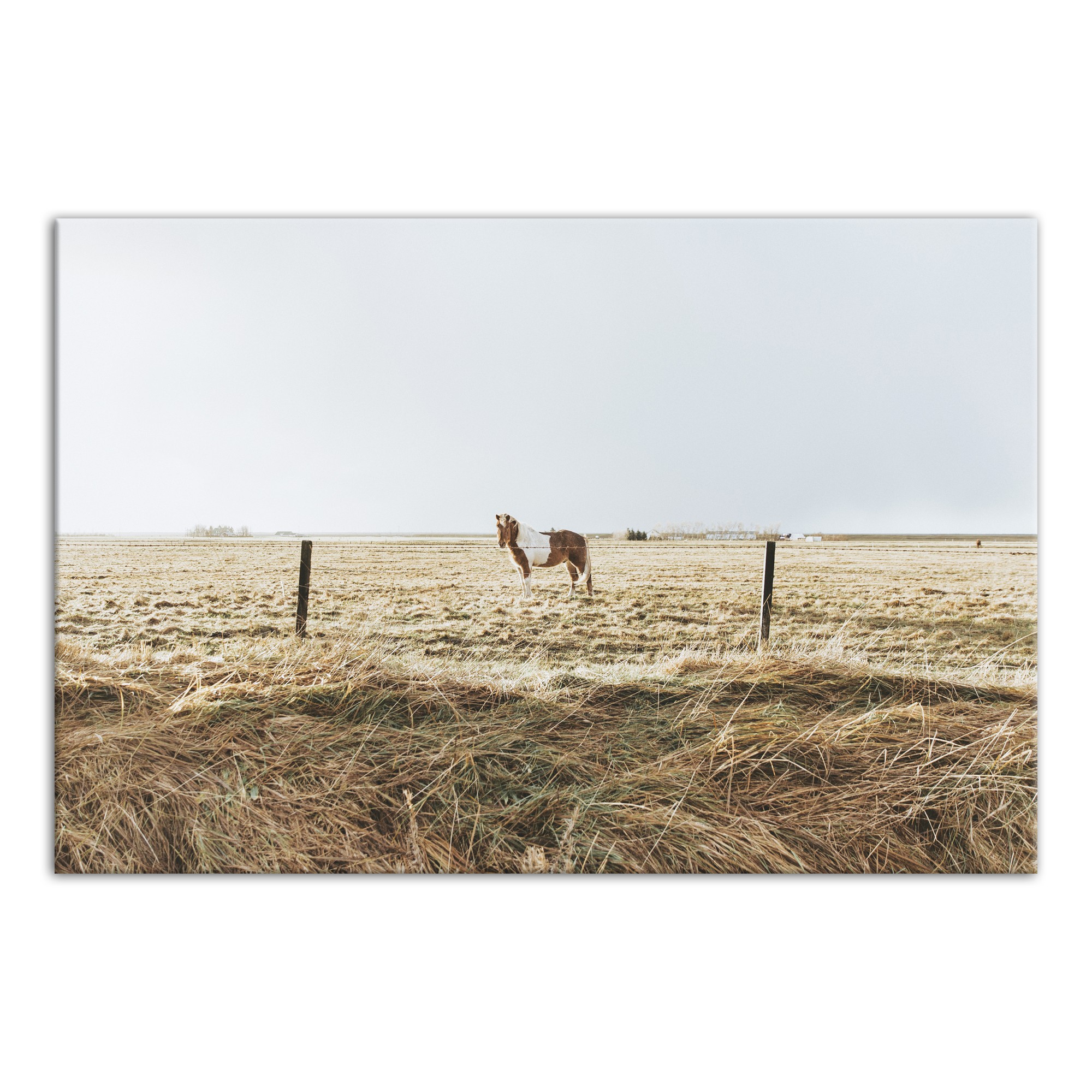 Lone Horse Photography 24x36 Canvas Wall Art