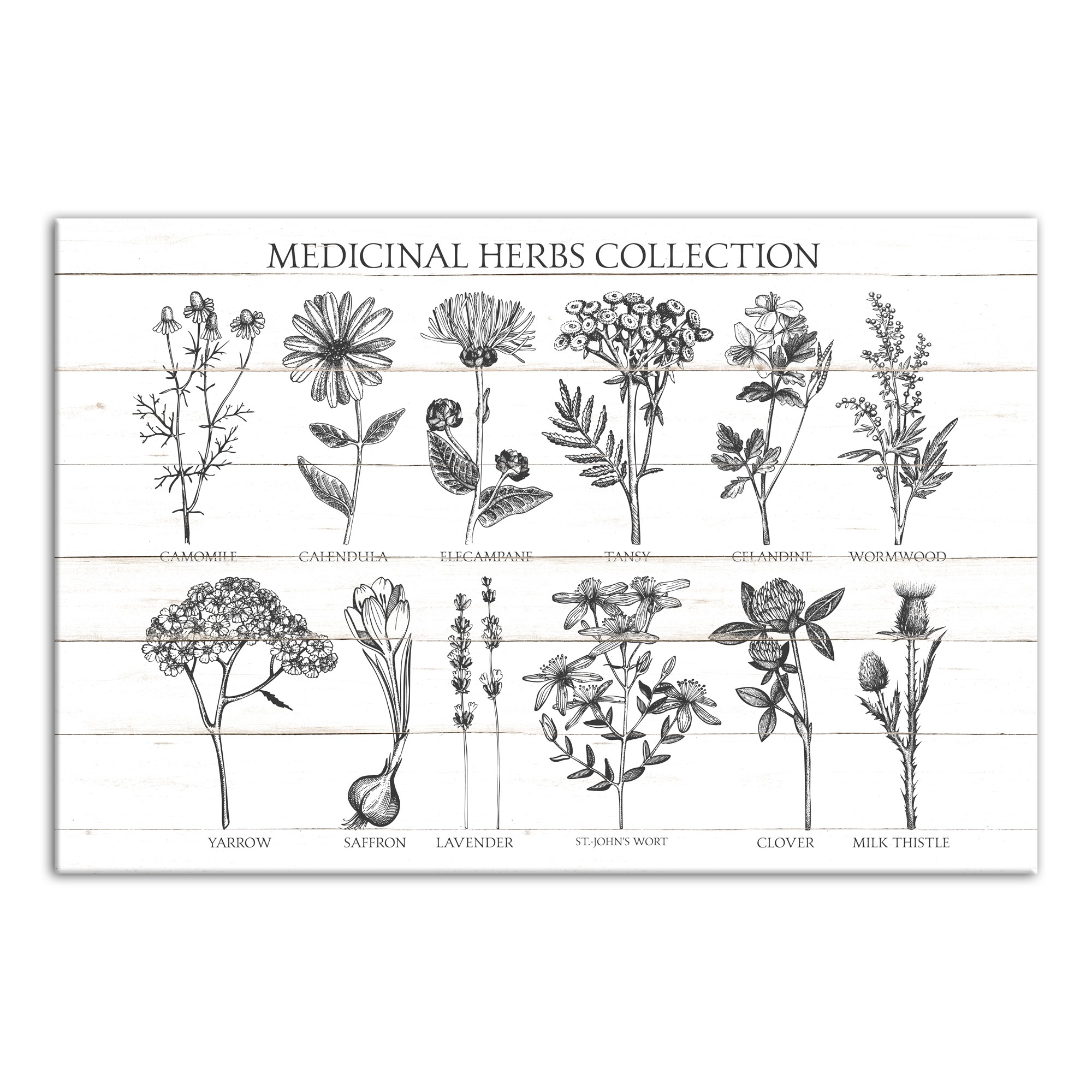 Vintage Medicinal Herbs 32x48 Canvas Wall Art