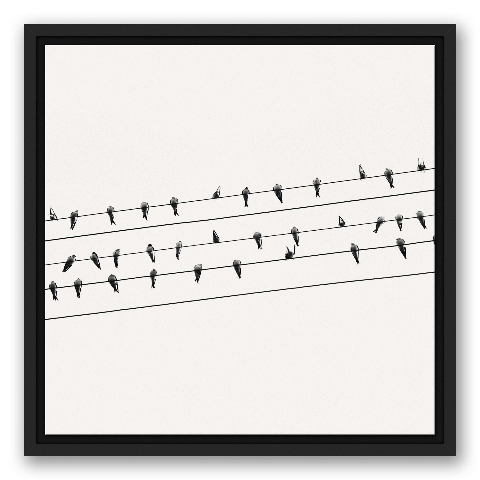 Birds On A Wire 16x16 Black Floating Framed Canvas