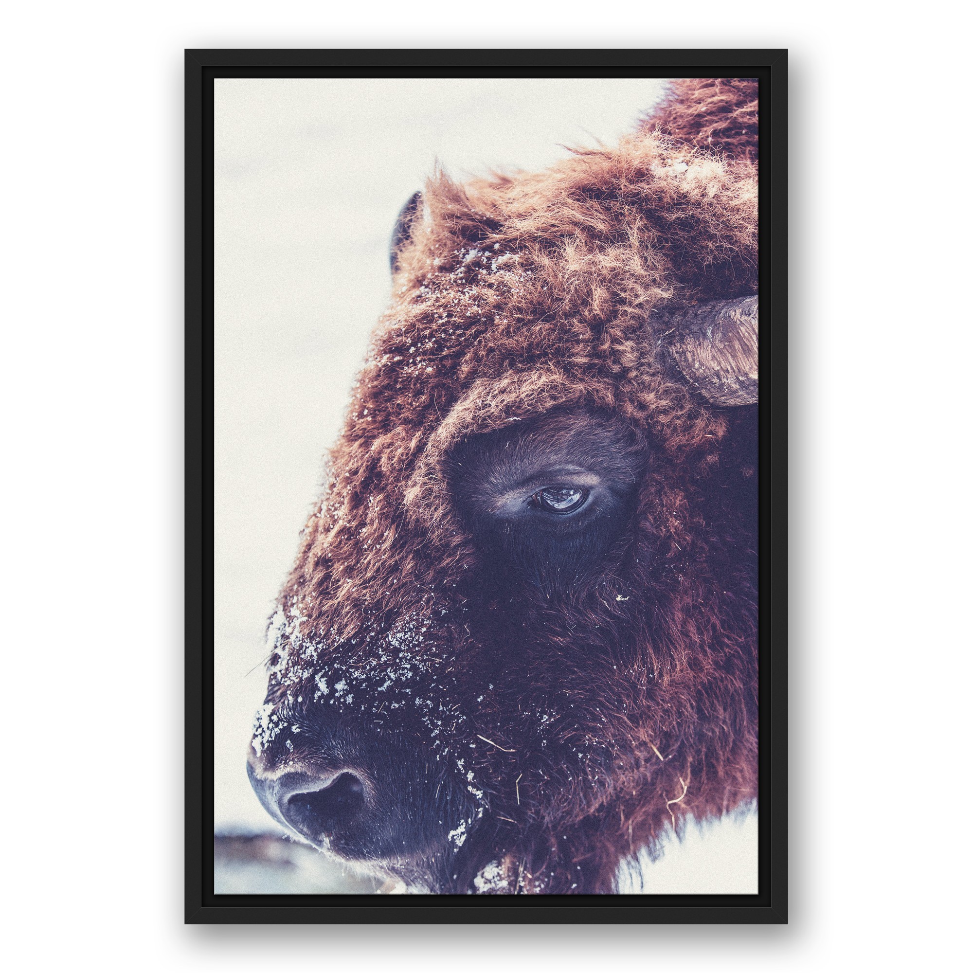 Bluffalo In The Snow 16x24 Black Floating Framed Canvas