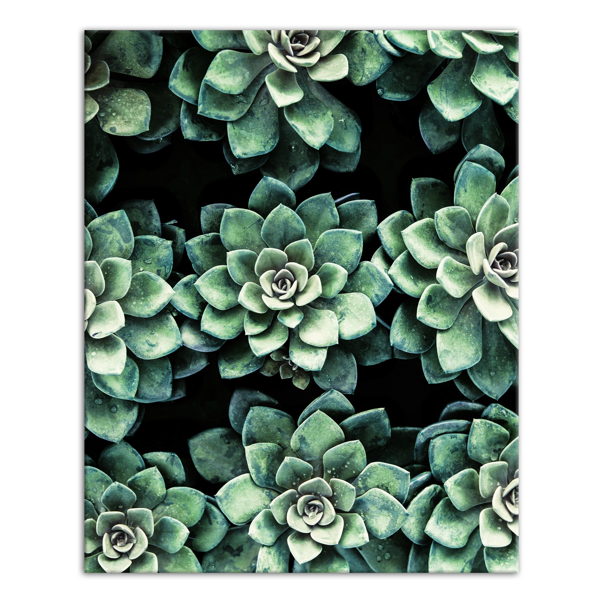 Rows Of Green Succulents 16x20 Canvas Wall Art