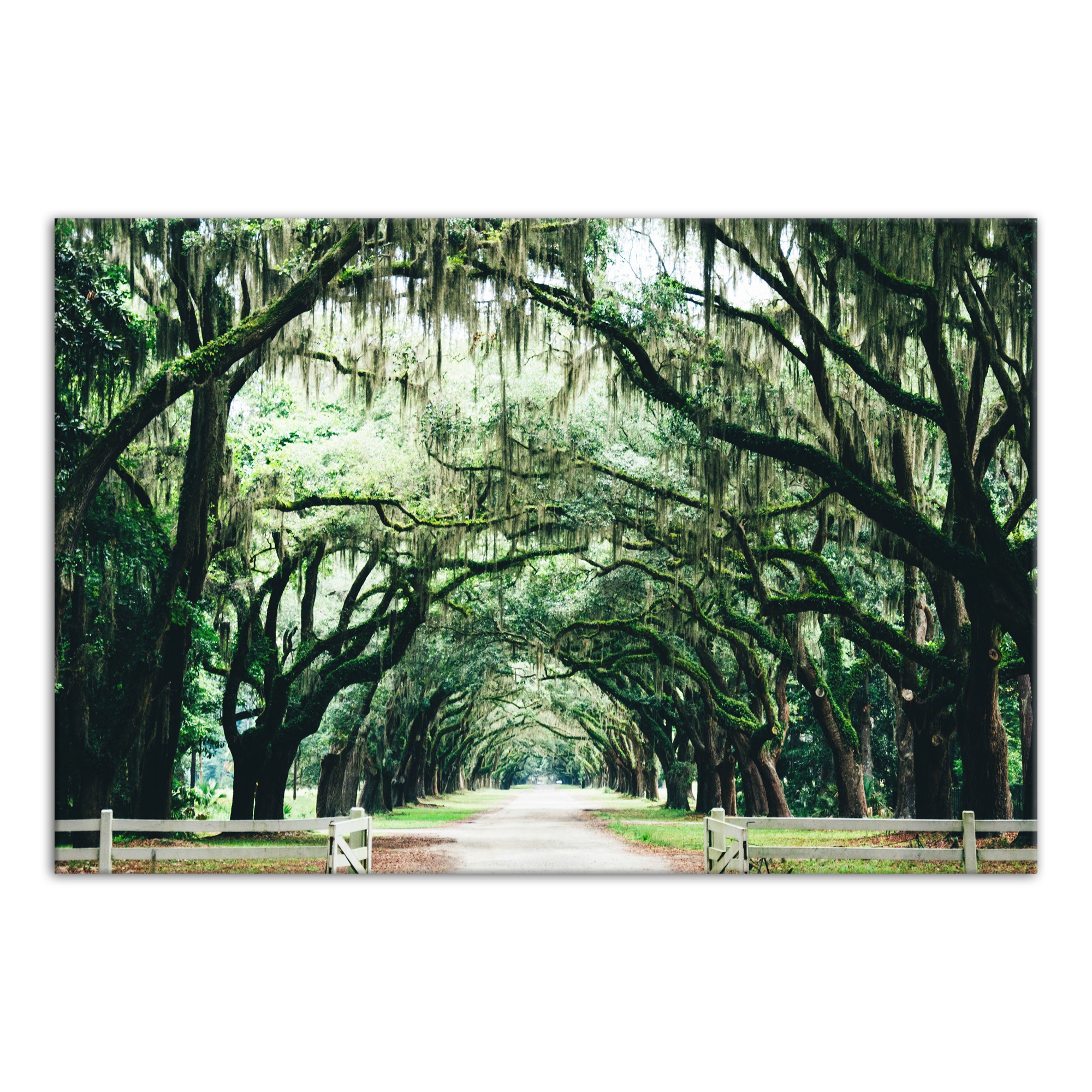 Spanish Moss Covered Trees 20x30 Canvas Wall Art