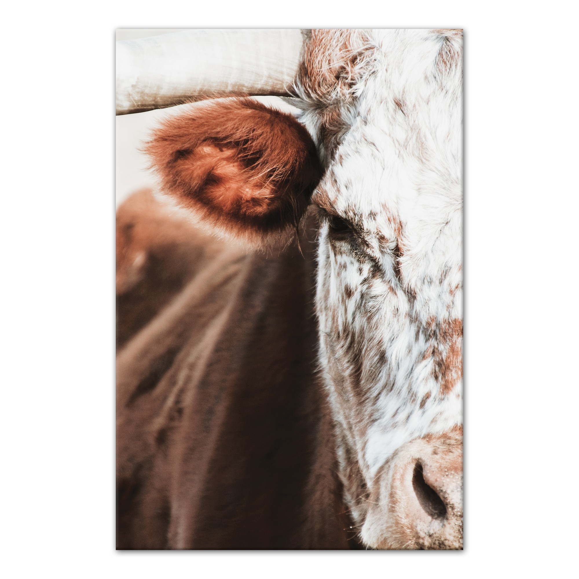 Red Cow Close Up 20x30 Canvas Wall Art