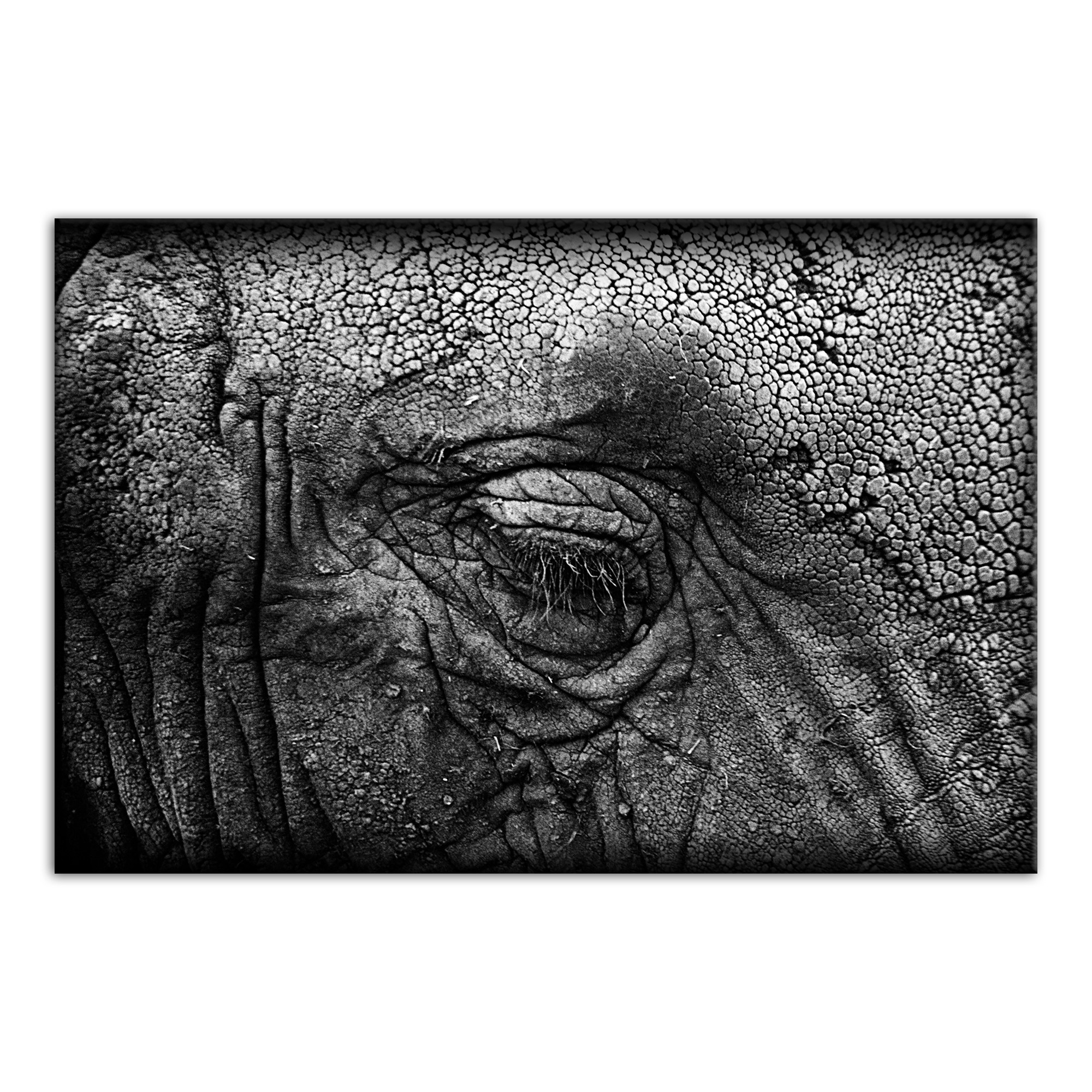 Elephant Skin Texture 12x18 Canvas Wall Art