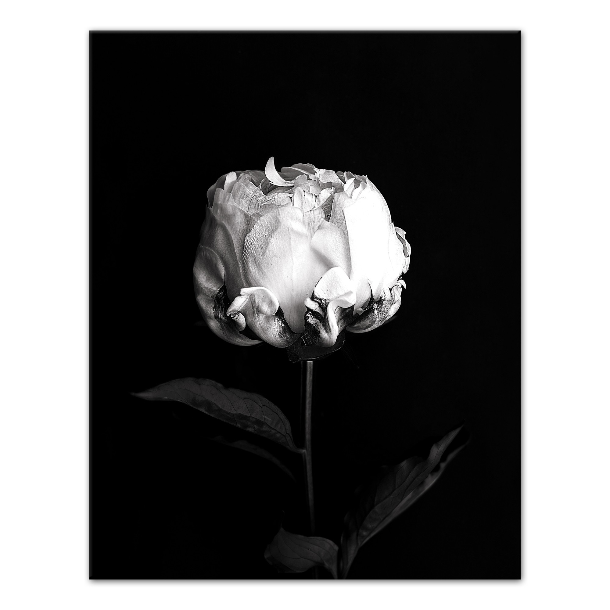 White Rose on Black Background 11x14 Canvas Wall Art