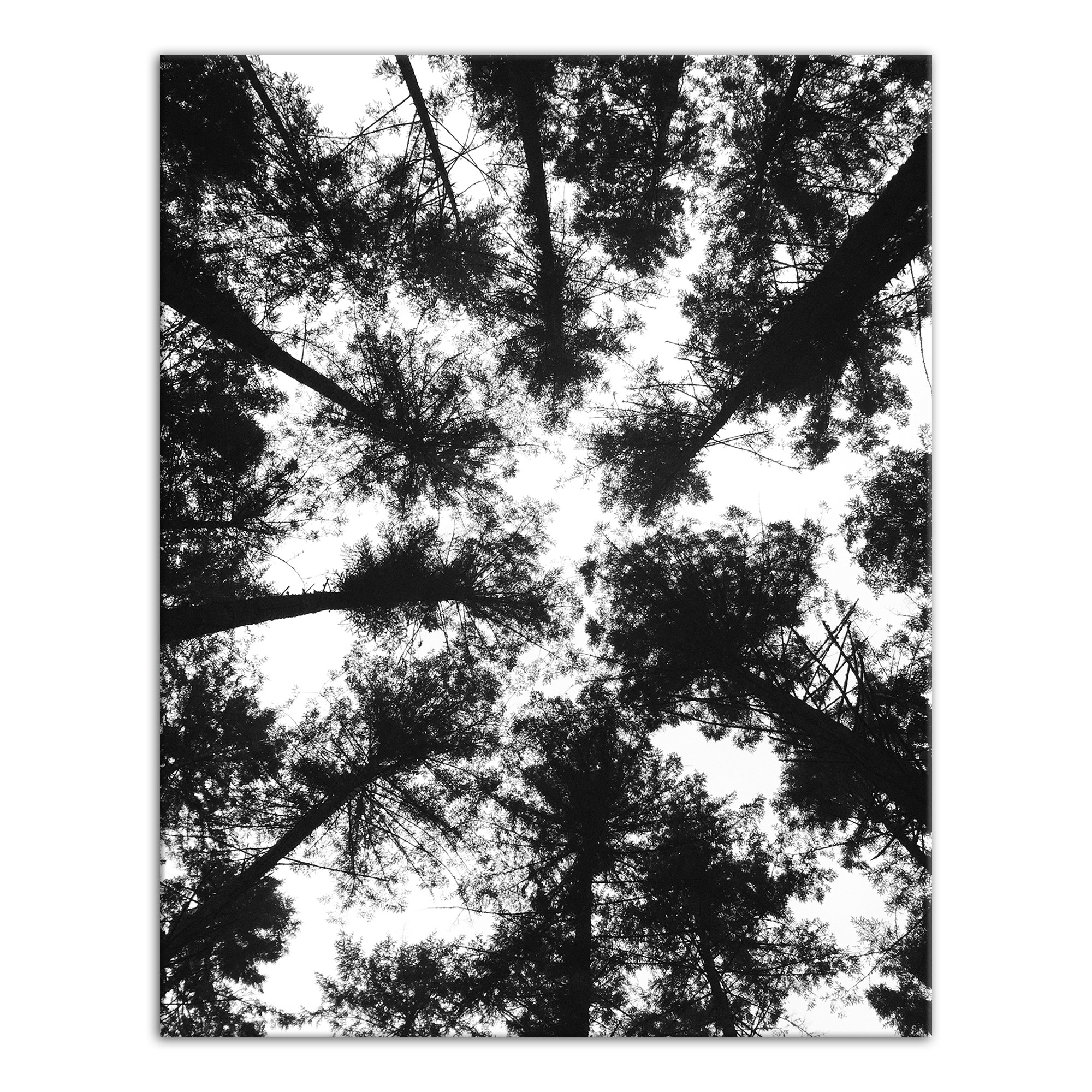 Black and White Tree Lookup 11x14 Canvas Wall Art