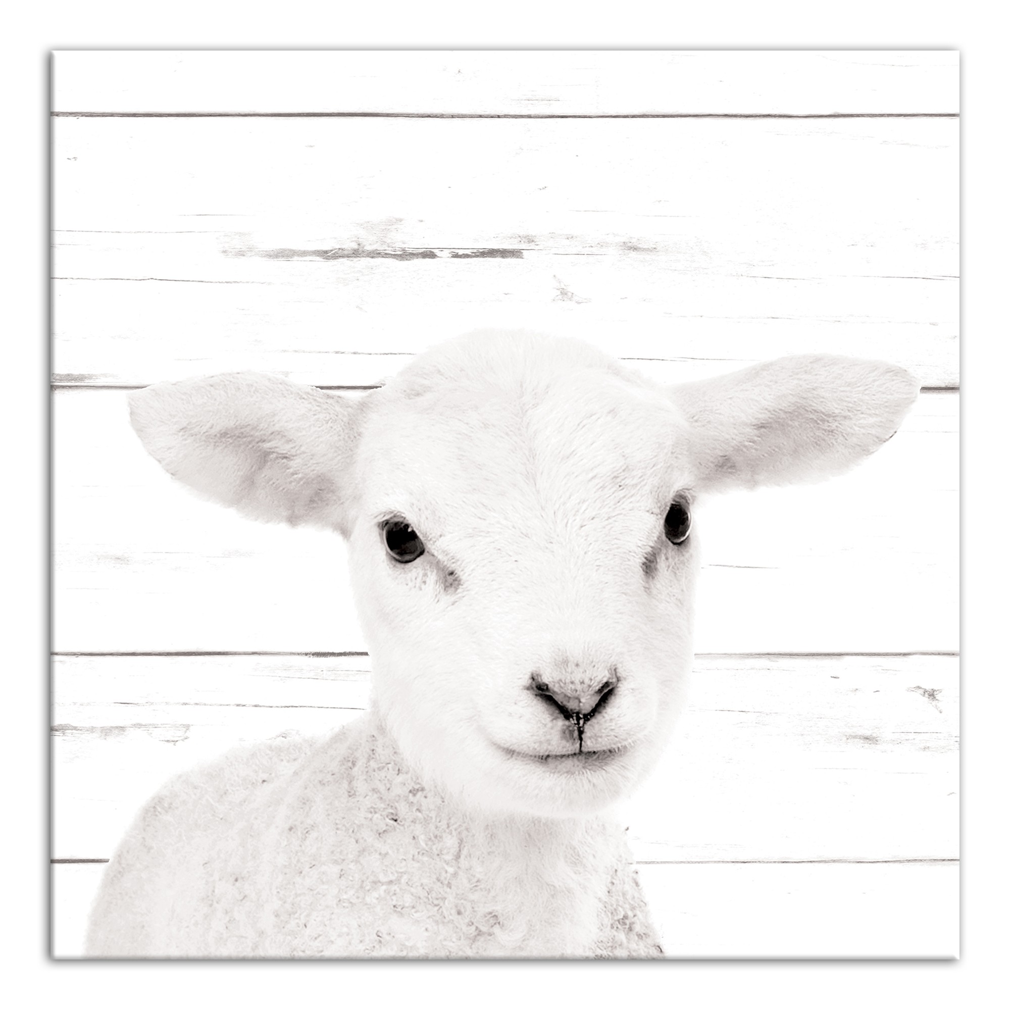 Baby Lamb 12x12 Canvas Wall Art