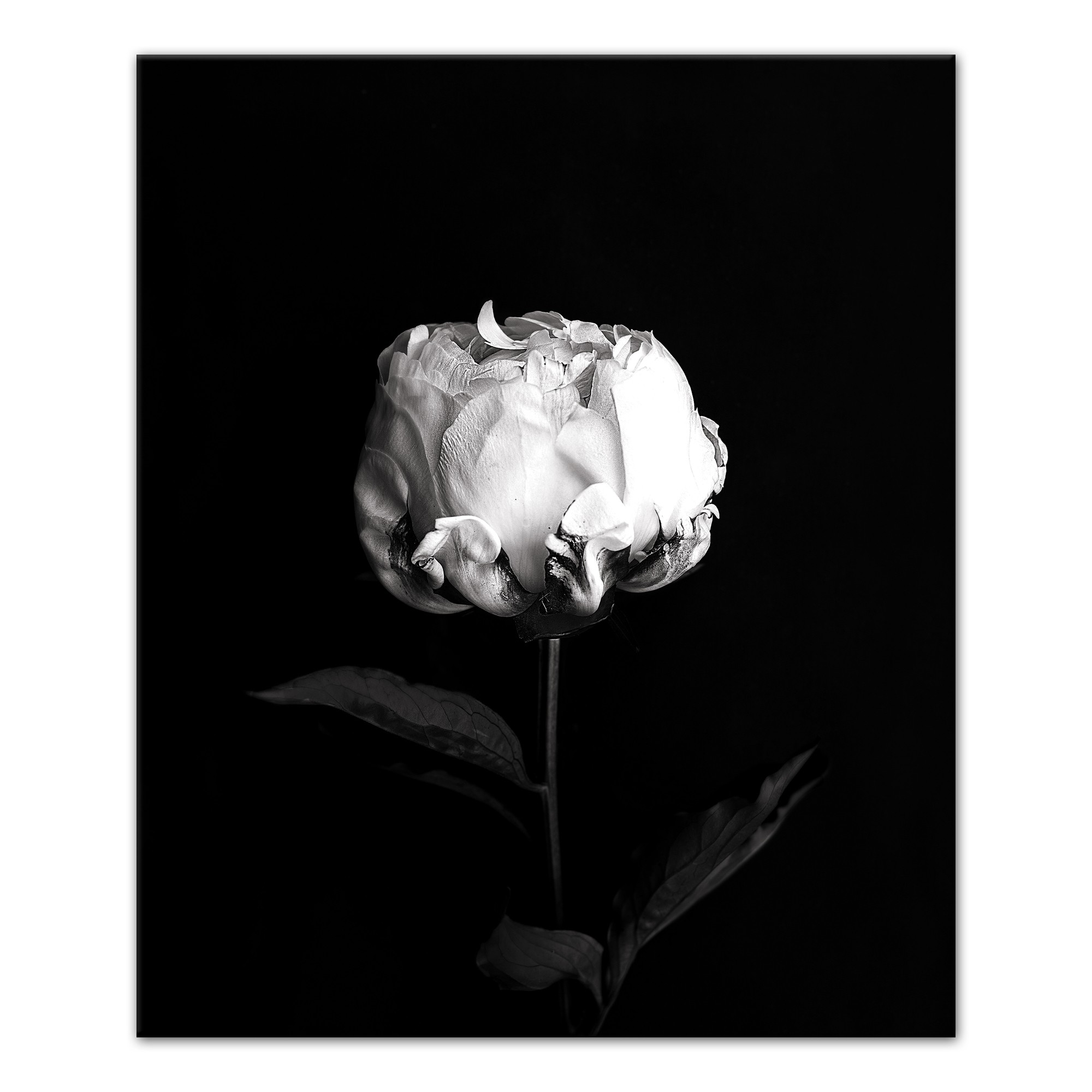 White Rose on Black Background 20x24 Canvas Wall Art